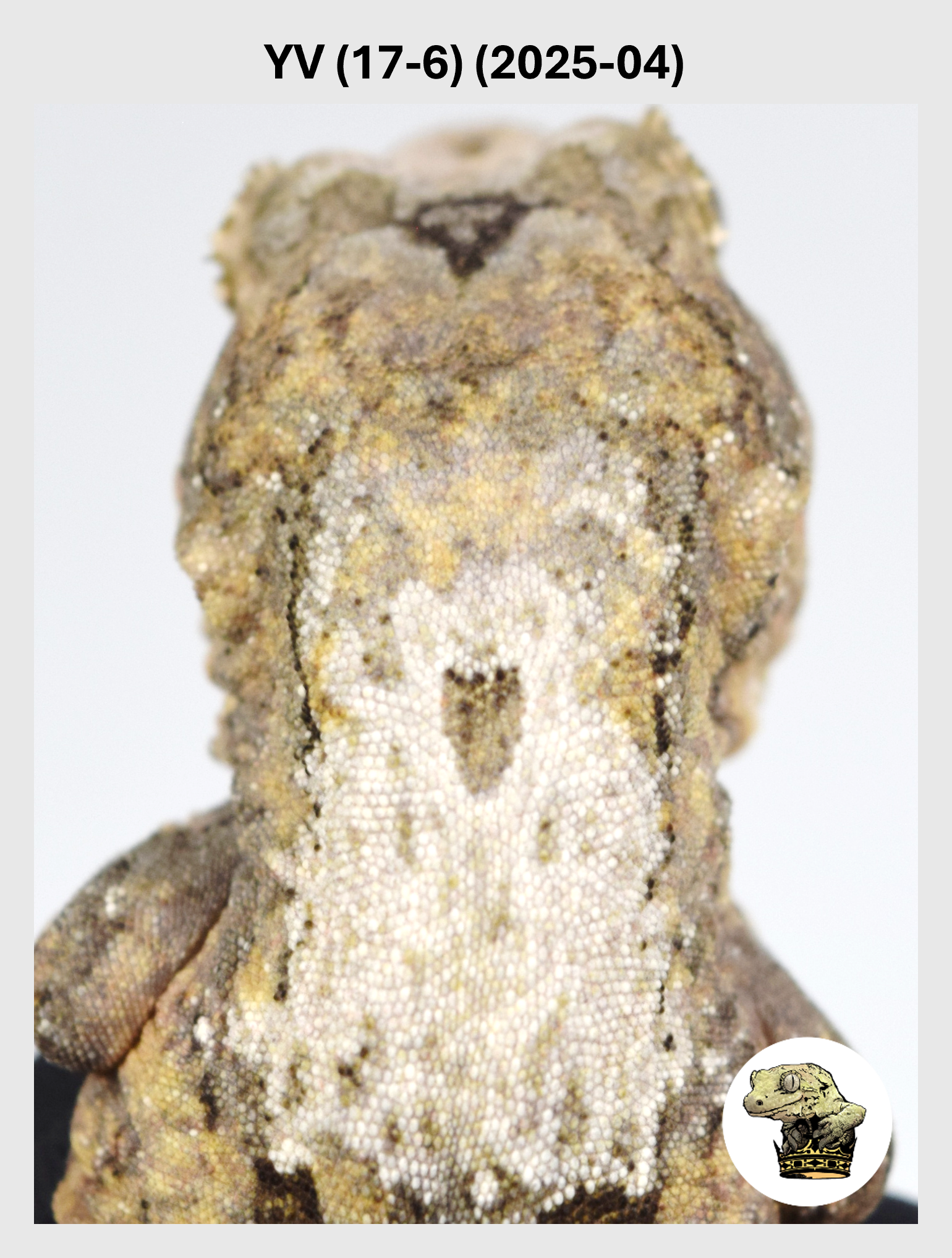 Orange White Collar Male*! YV (17-6) (2025-04)