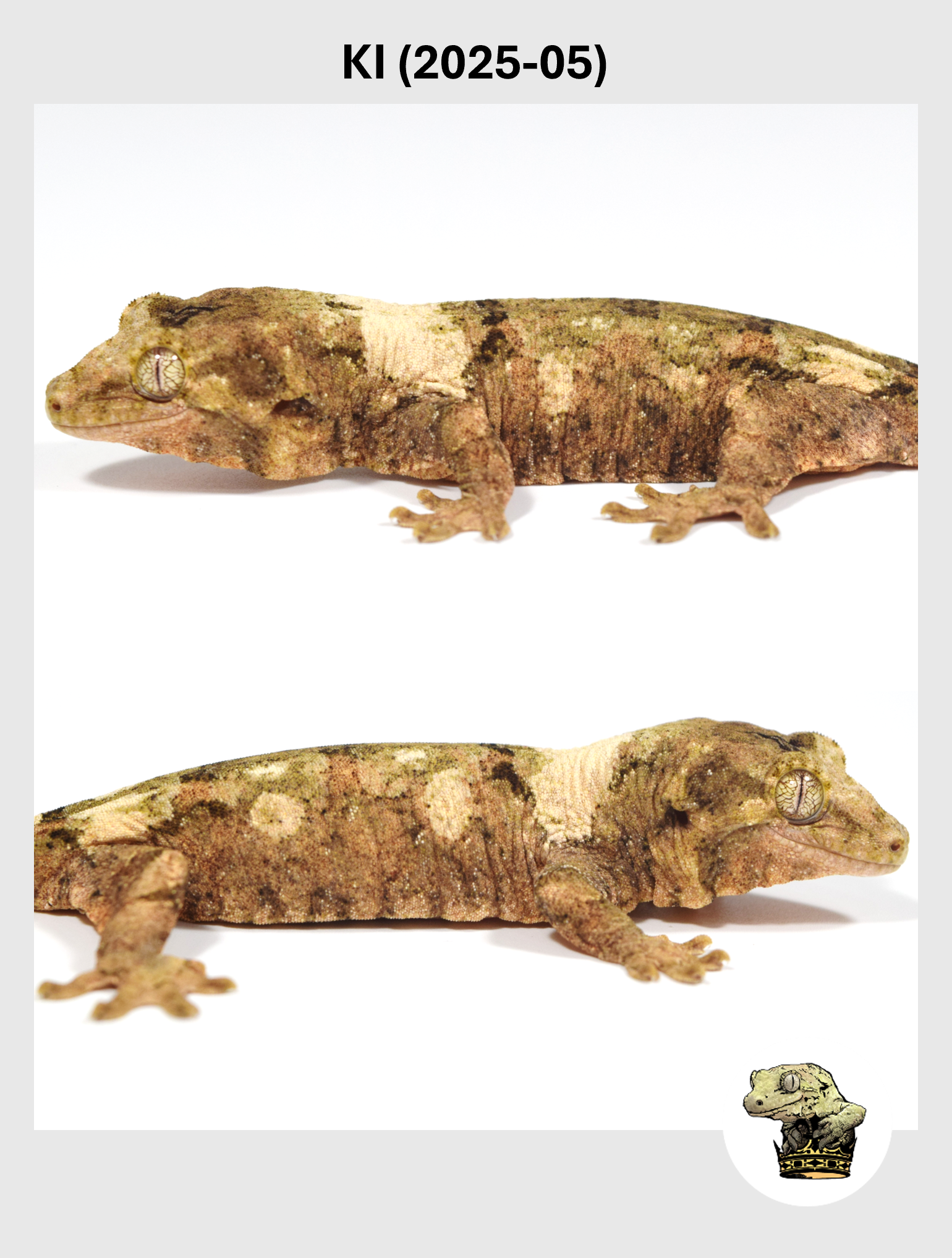 KI (2025-05) (2026-01-20) (2) SQSP.png