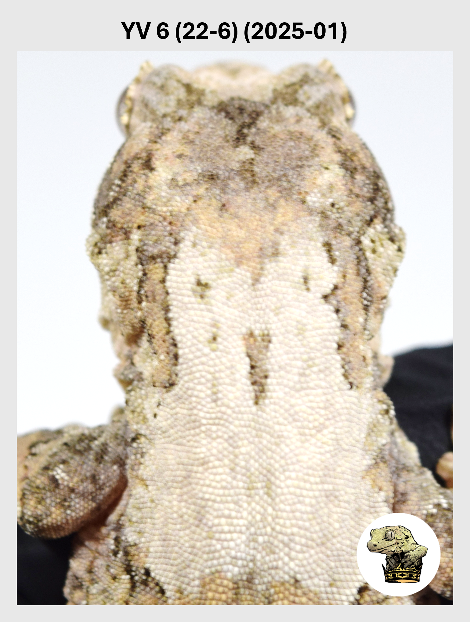 YV 6 (22-6) (2025-01) (2026-02-17) (1) SQSP.png