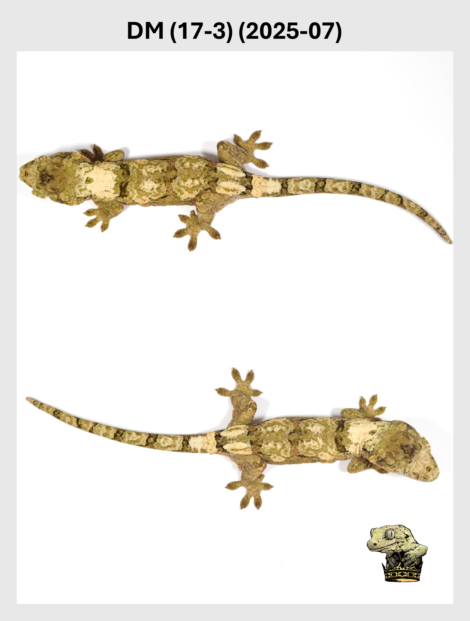 DM (17-3) (2025-07) (2025-12-22) (3) SQSP.png