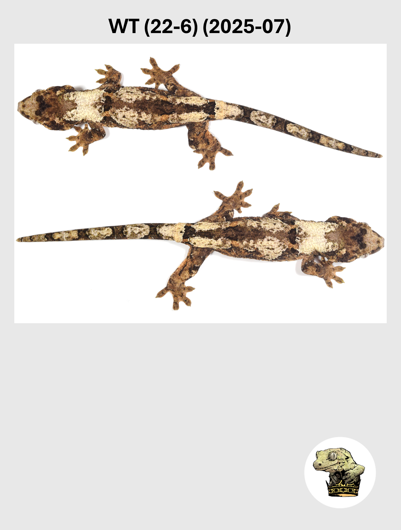 WT (22-6) (2026-07) (2025-03-25) (3) SQSP.png