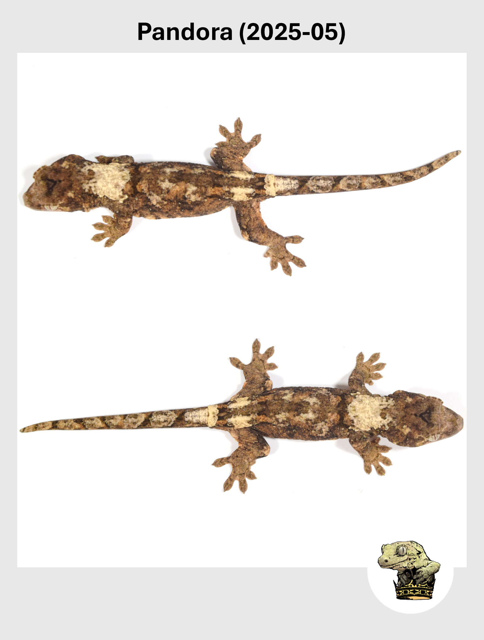 Pandora (2025-05) (2026-02-03) (3) SQSP.png