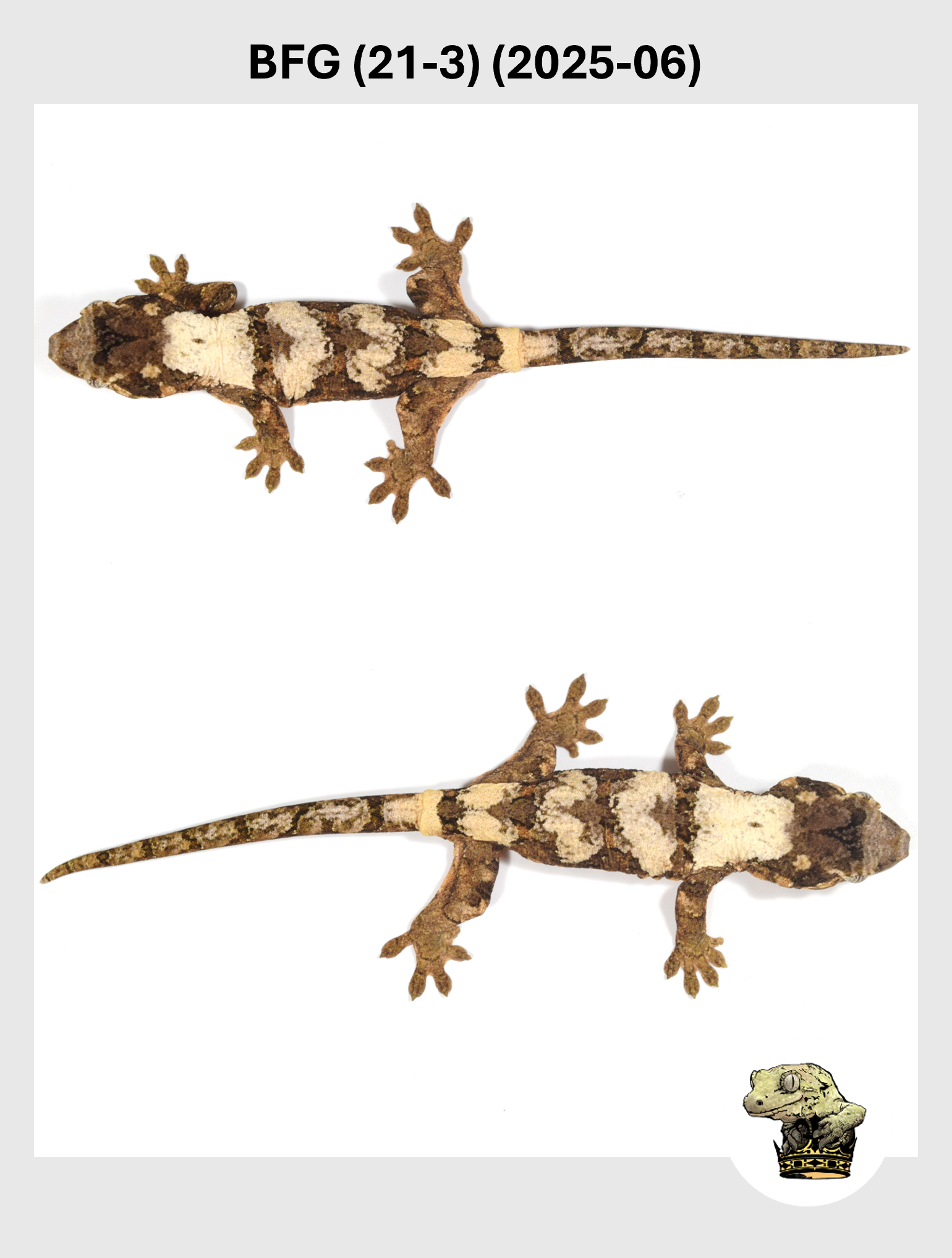 BFG (21-3) (2025-06) (2025-12-16) (3) SQSP.png