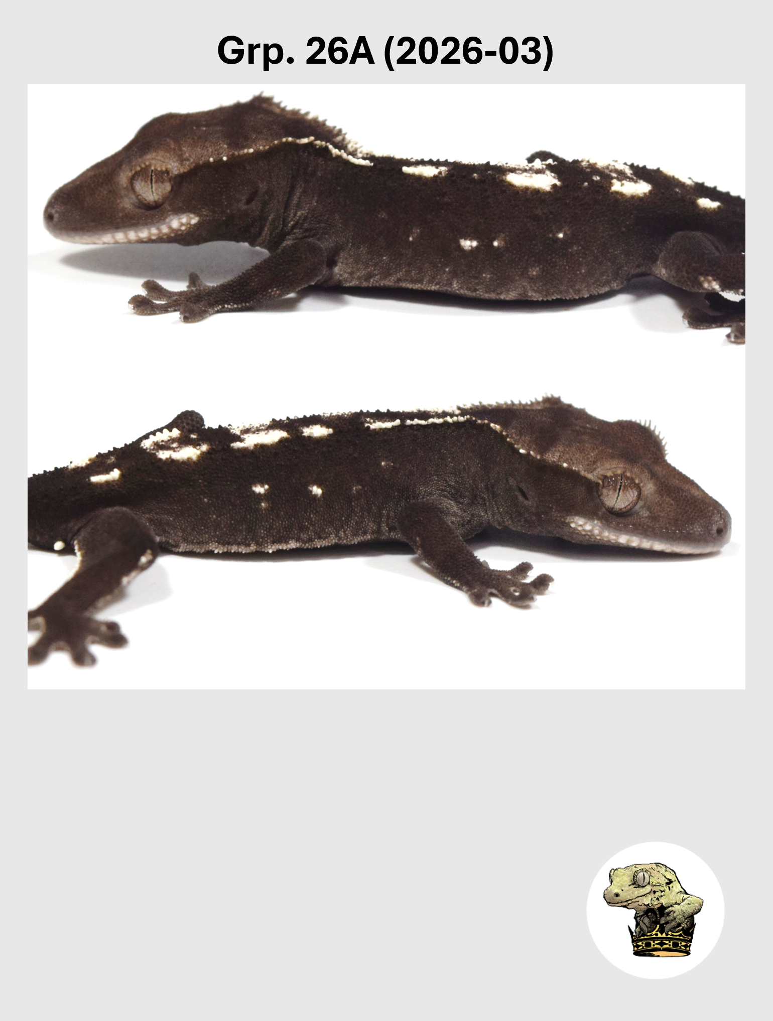 Visual Axanthic Male* Crested Gecko! 26A (2026-03)