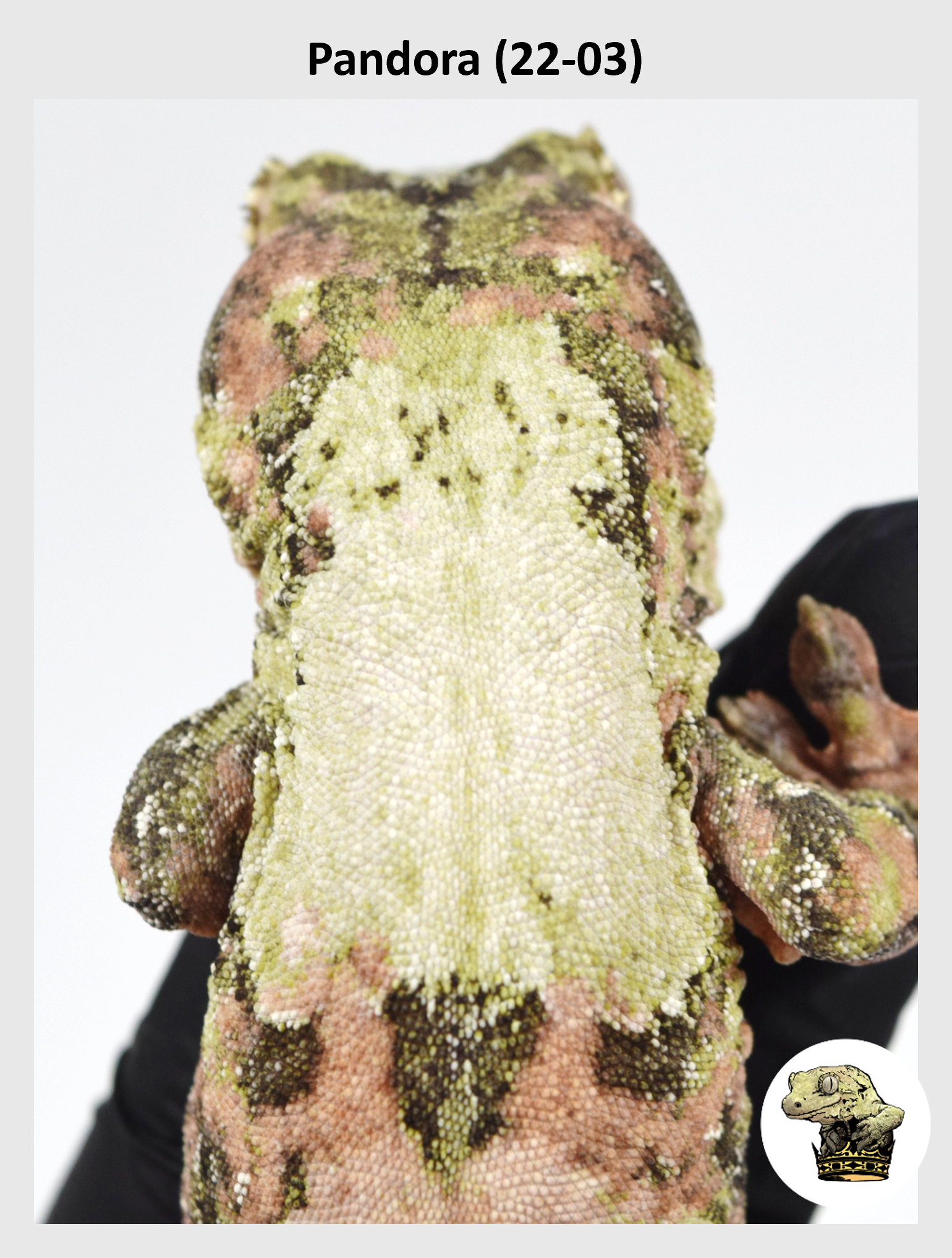 Pandora (22-03) (2024-06-26) (1) SQSP.png