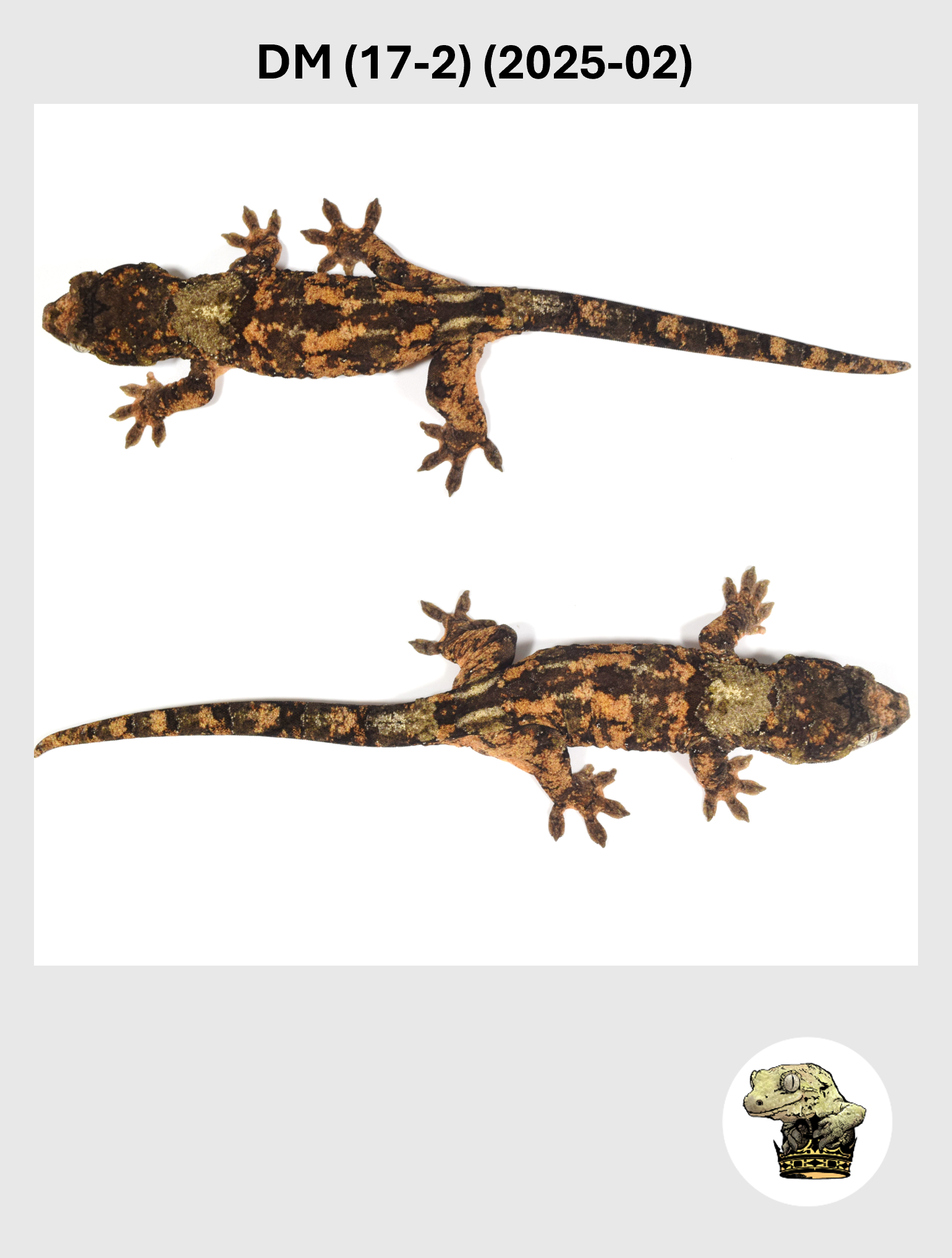 DM (17-2) (2025-02) (2026-01-16) (3) SQSP.png