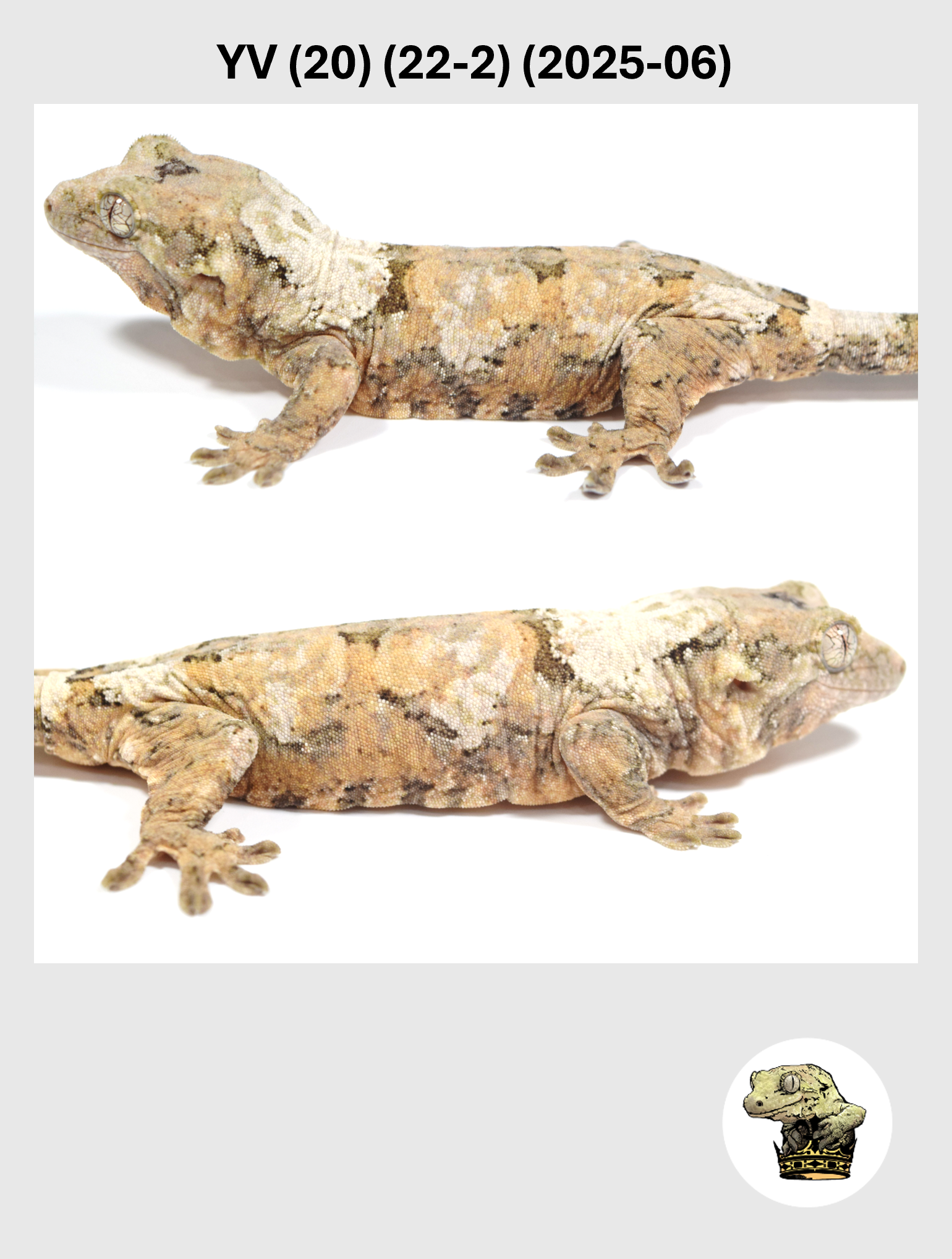 YV (20) (22-2) (2025-06) (2026-03-04) (4) SQSP.png