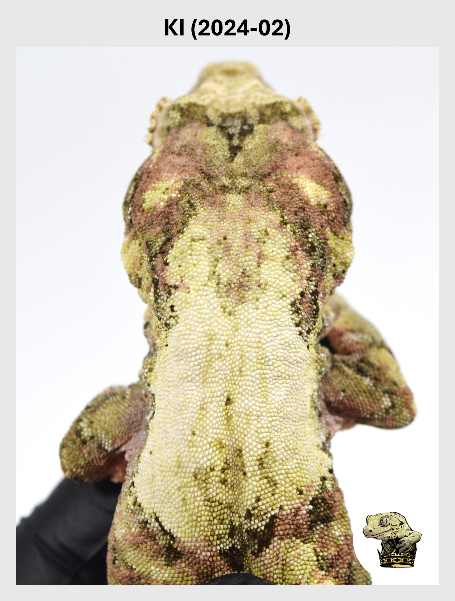 High White Line Female*! KI (2025-02) — Troys Geckos