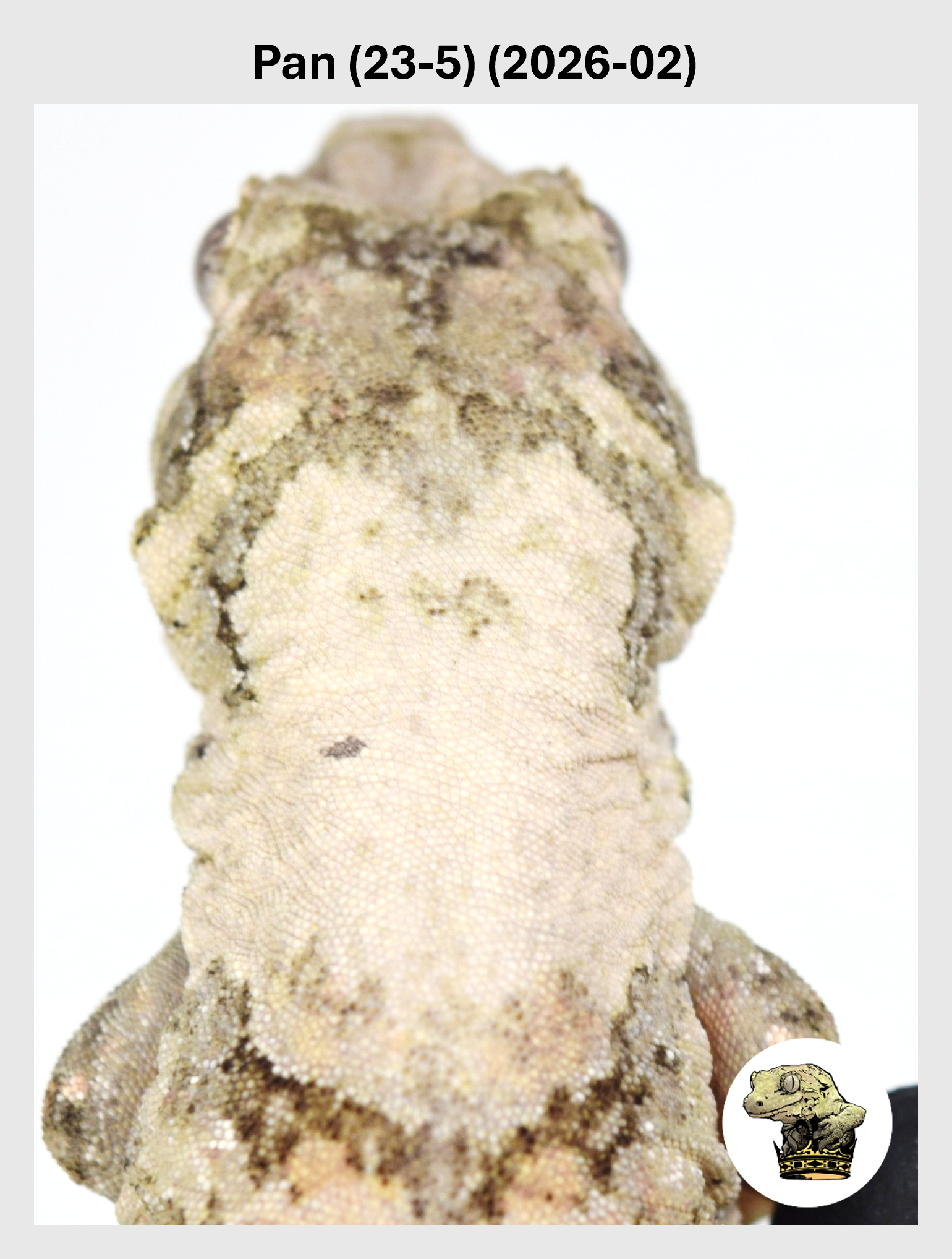 High White STRIPED Female! Pan (23-5) (2026-02)