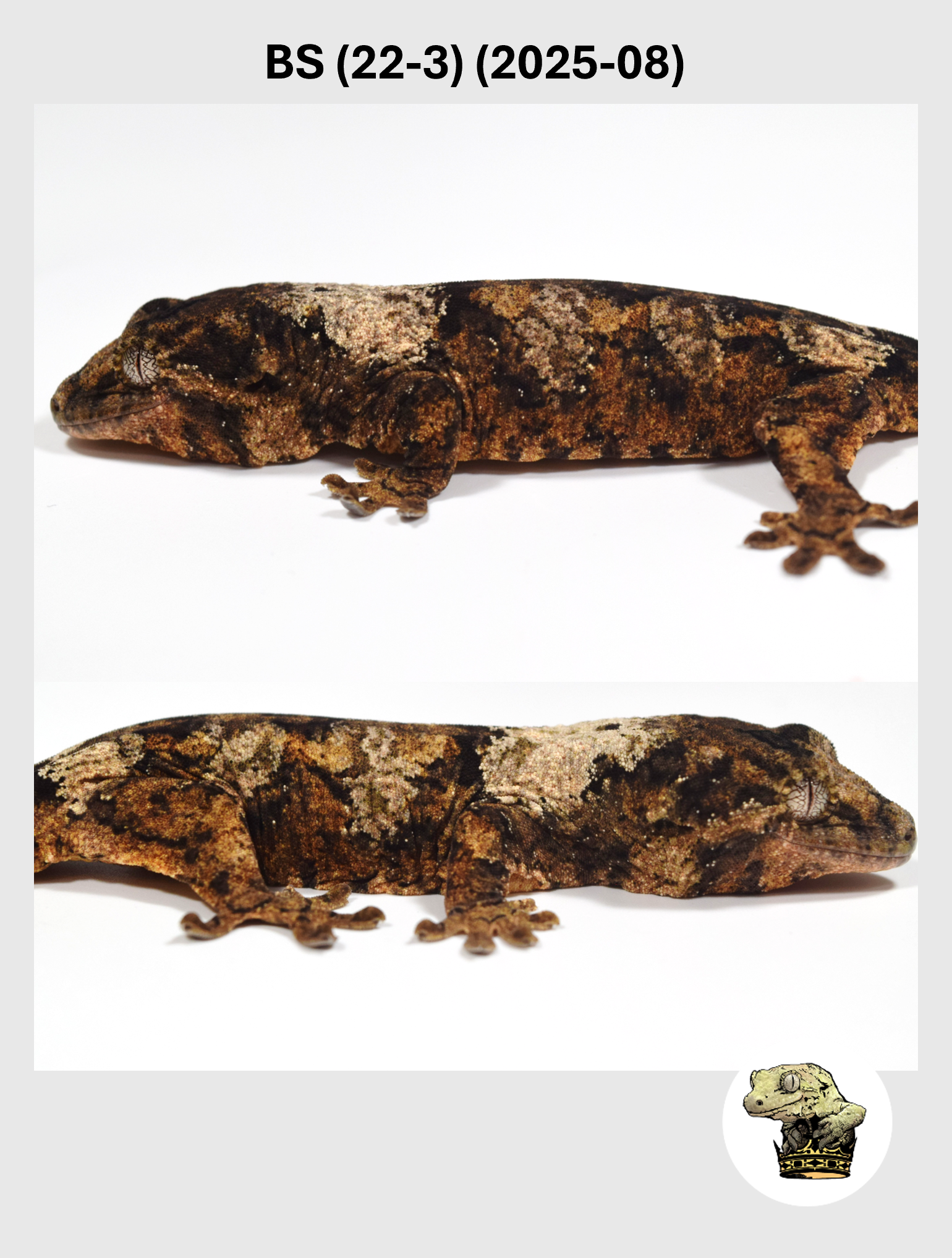 BS (22-3) (2025-08) (2025-12-02) (2) SQSP.png