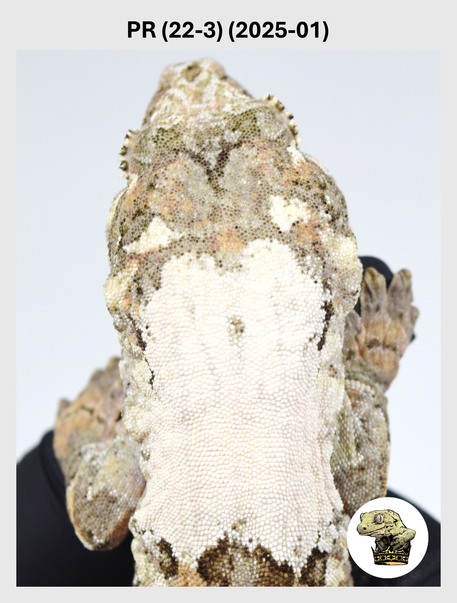 PR (22-3) (2025-01) (2025-12-16) (1) SQSP.png