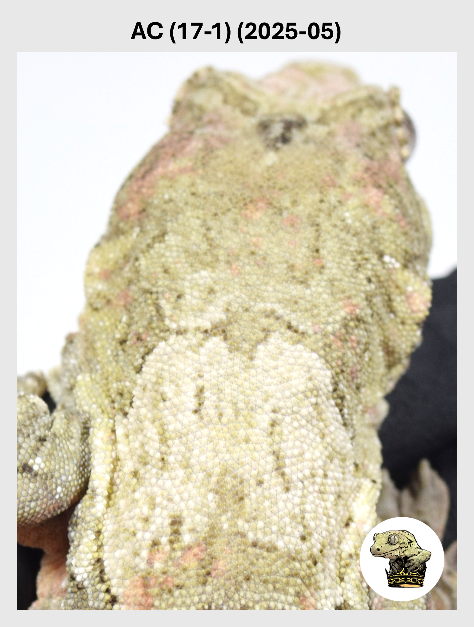 Dark Green Mossy Female*! AC (17-1) (2025-05)