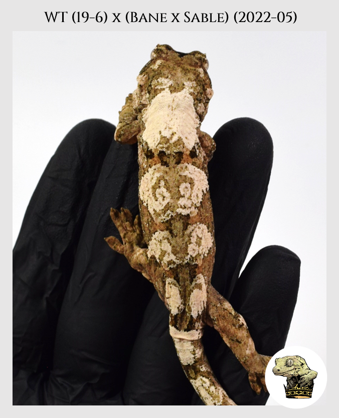 WT (19-6) (2022-05) (2023-04-30) (1).png