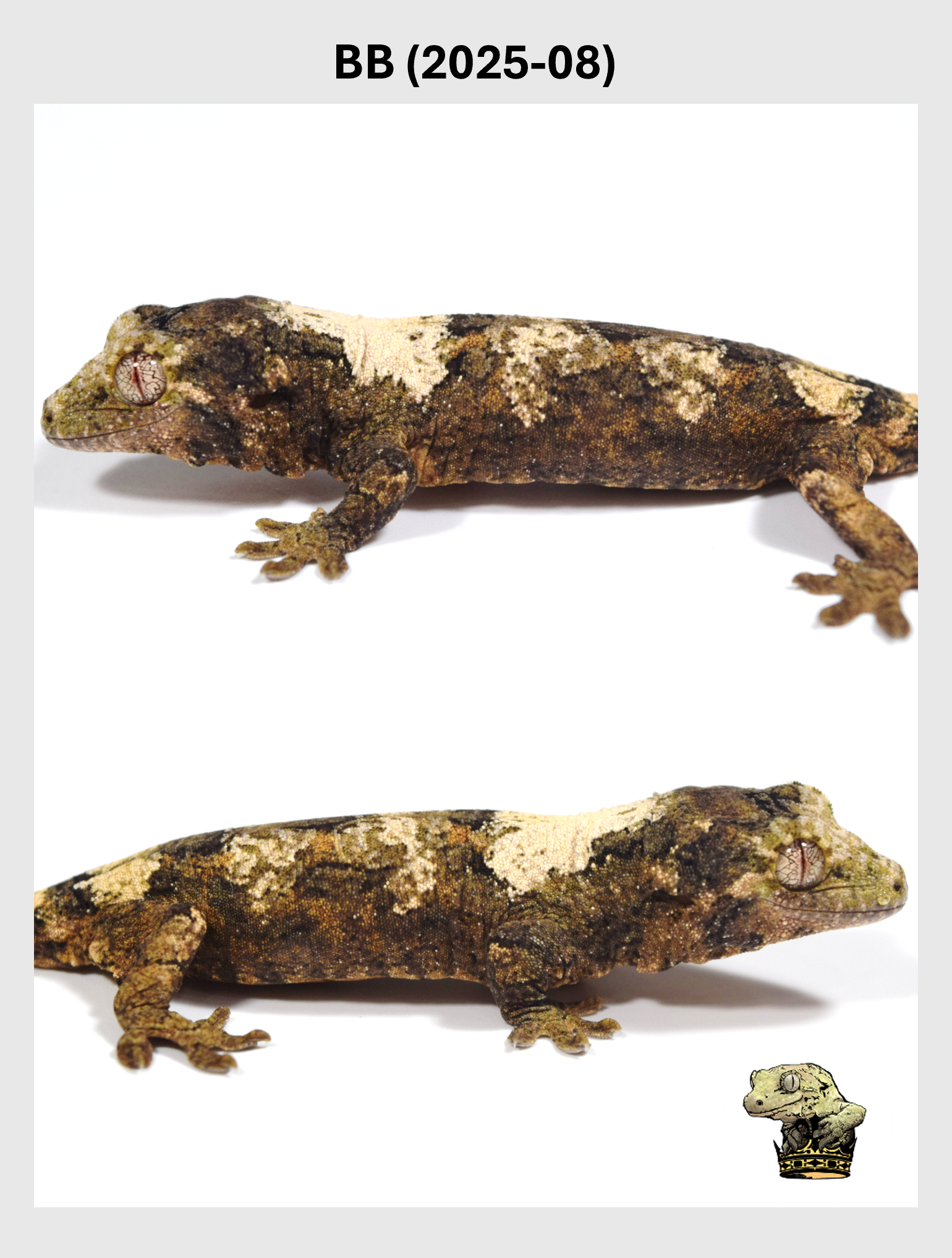 BB (2025-08) (2025-12-22) (2) SQSP.png