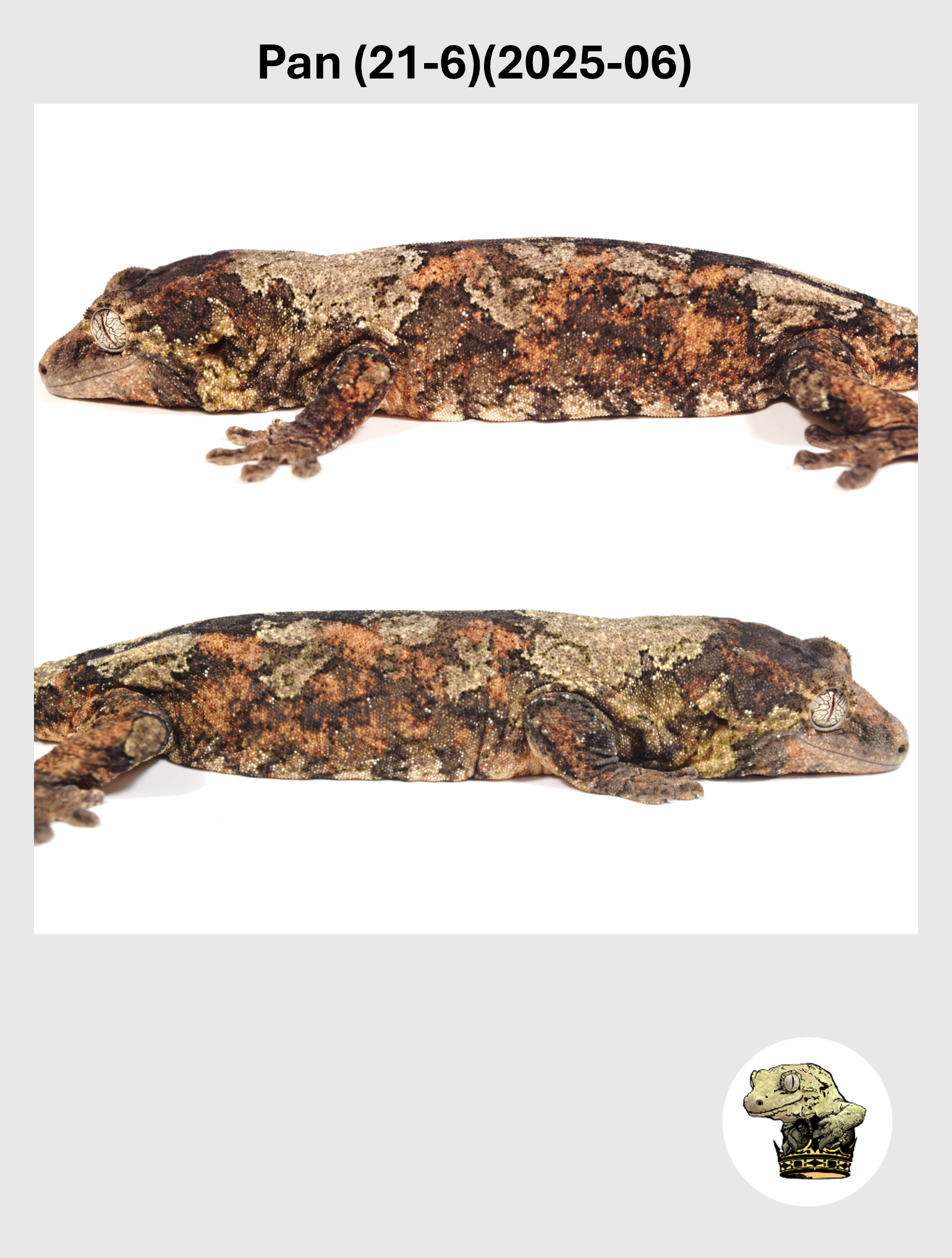 Pan (21-6)(2025-06) (2026-10-02) (2) SQSP.png