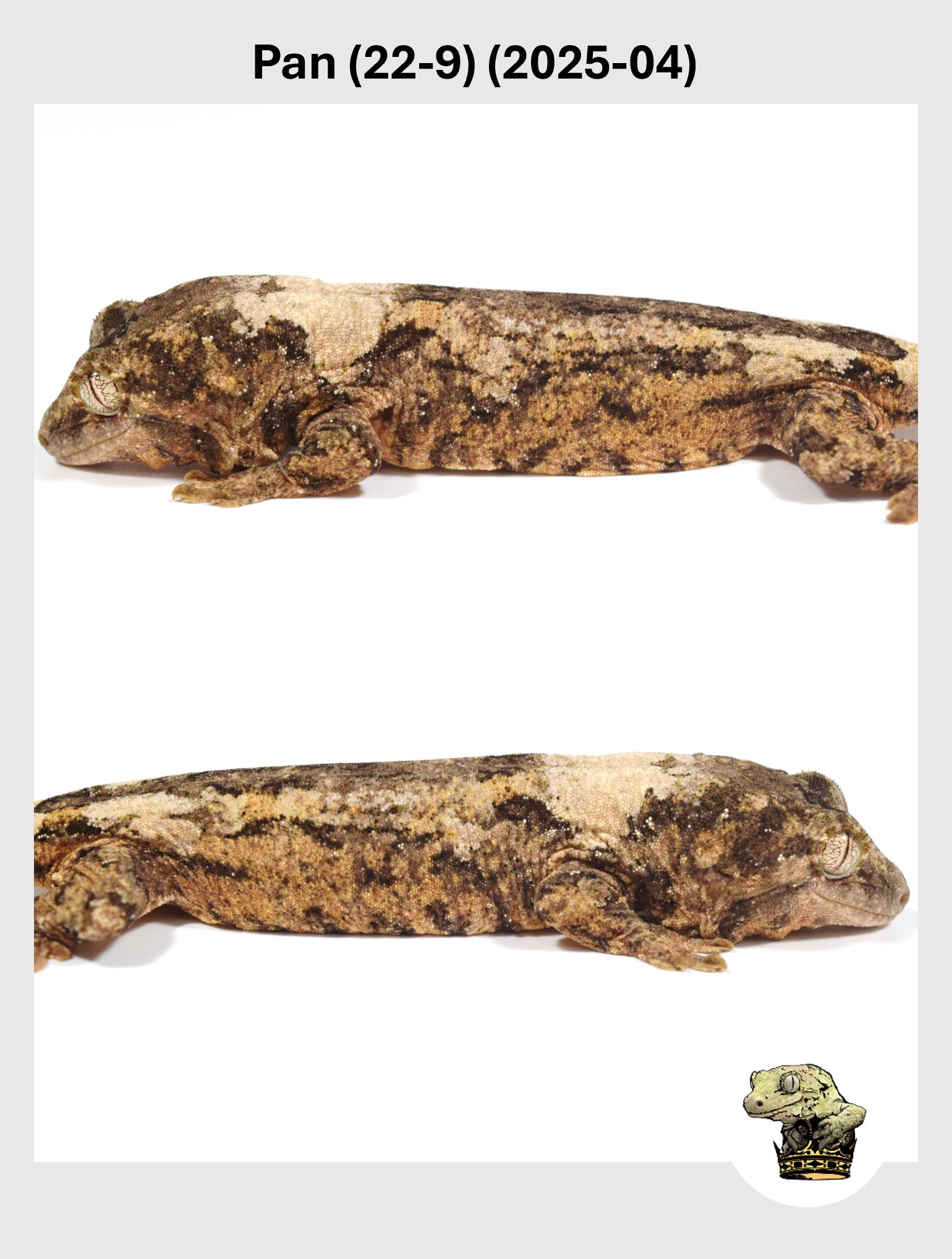 Pan (22-9) (2025-04) (2026-01-20) (2) SQSP.png