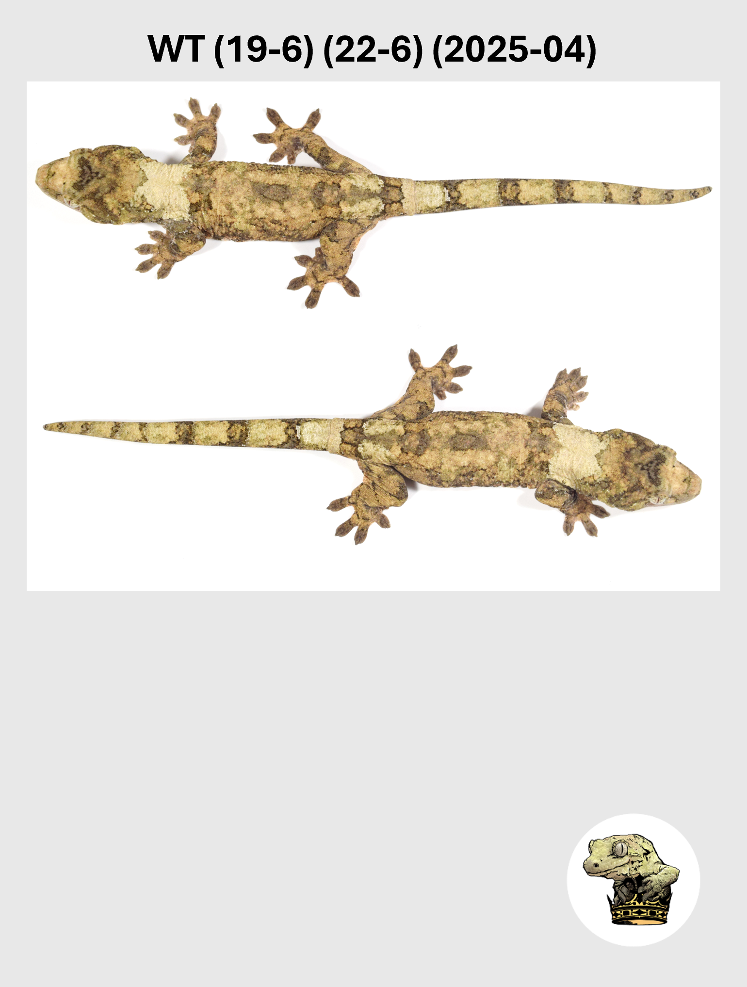 WT (19-6) (22-6) (2025-04) (2026-03-11) (5) SQSP.png