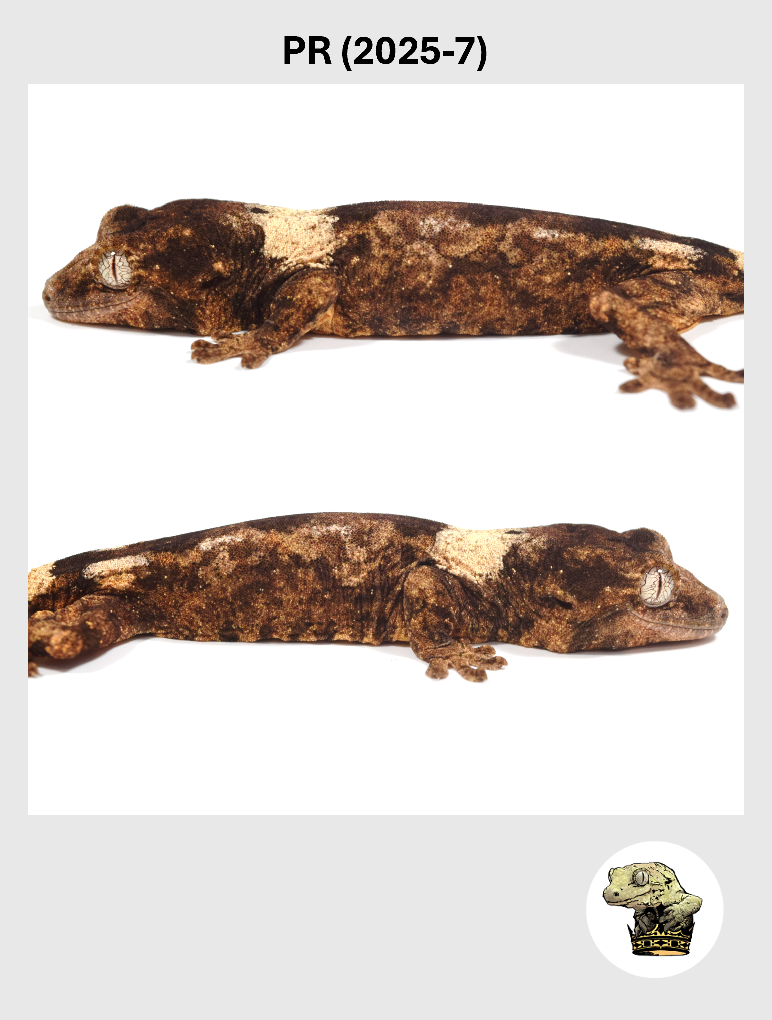 PR (2025-7) (2026-02-03) (2) SQSP.png