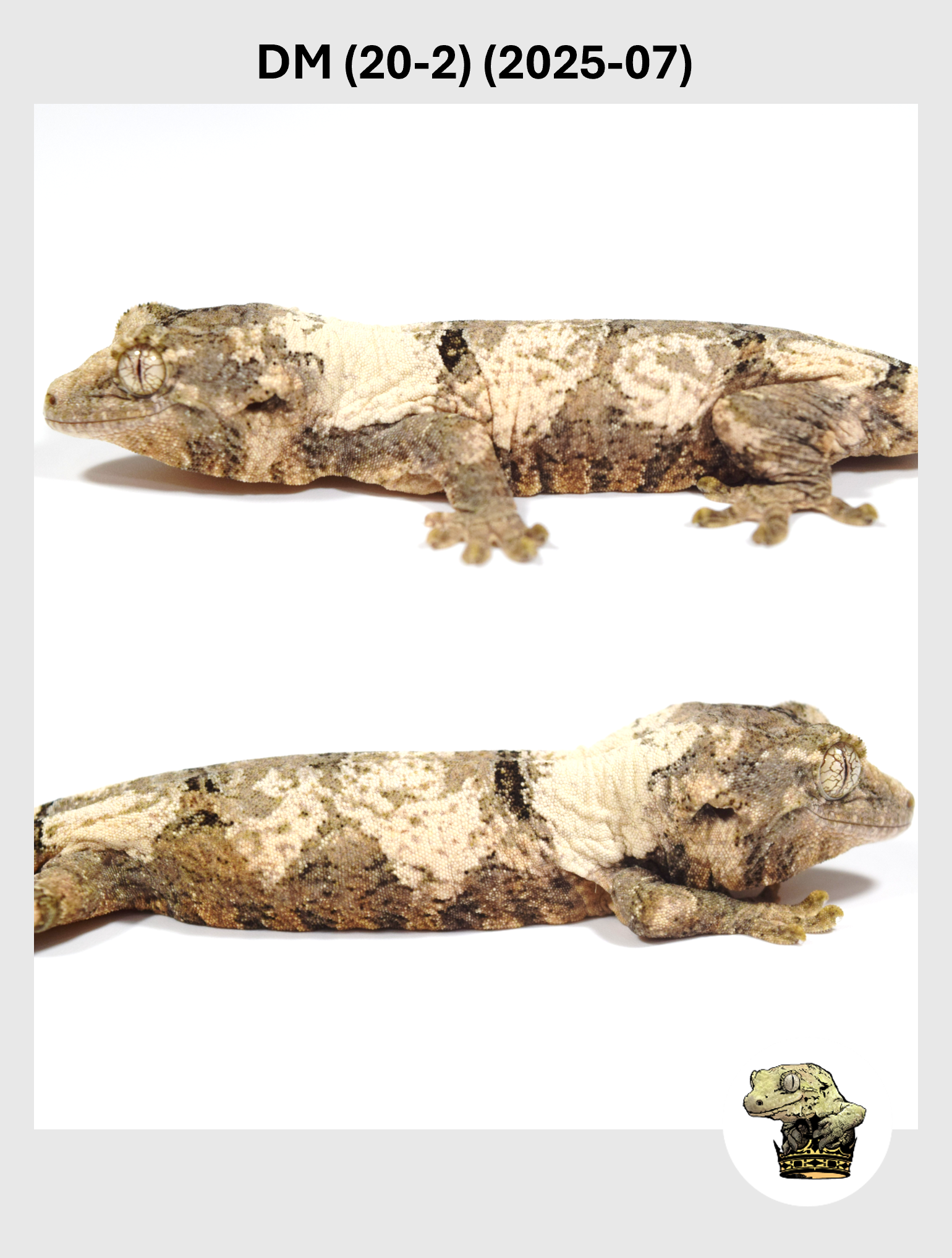 DM (20-2) (2025-07) (2025-12-22) (4) SQSP.png