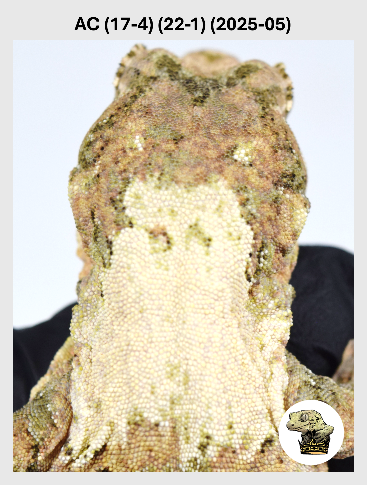 AC (17-4) (22-1) (2025-05) (2026-03-11) (1) SQSP.png