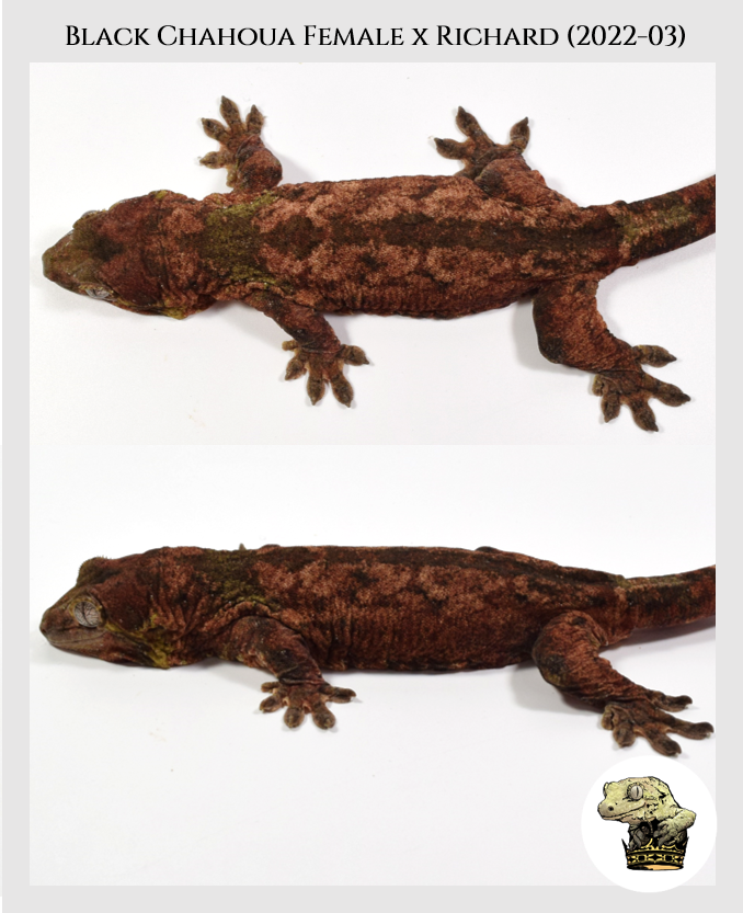 Black (2022-03) (2023-07-23) (2).png