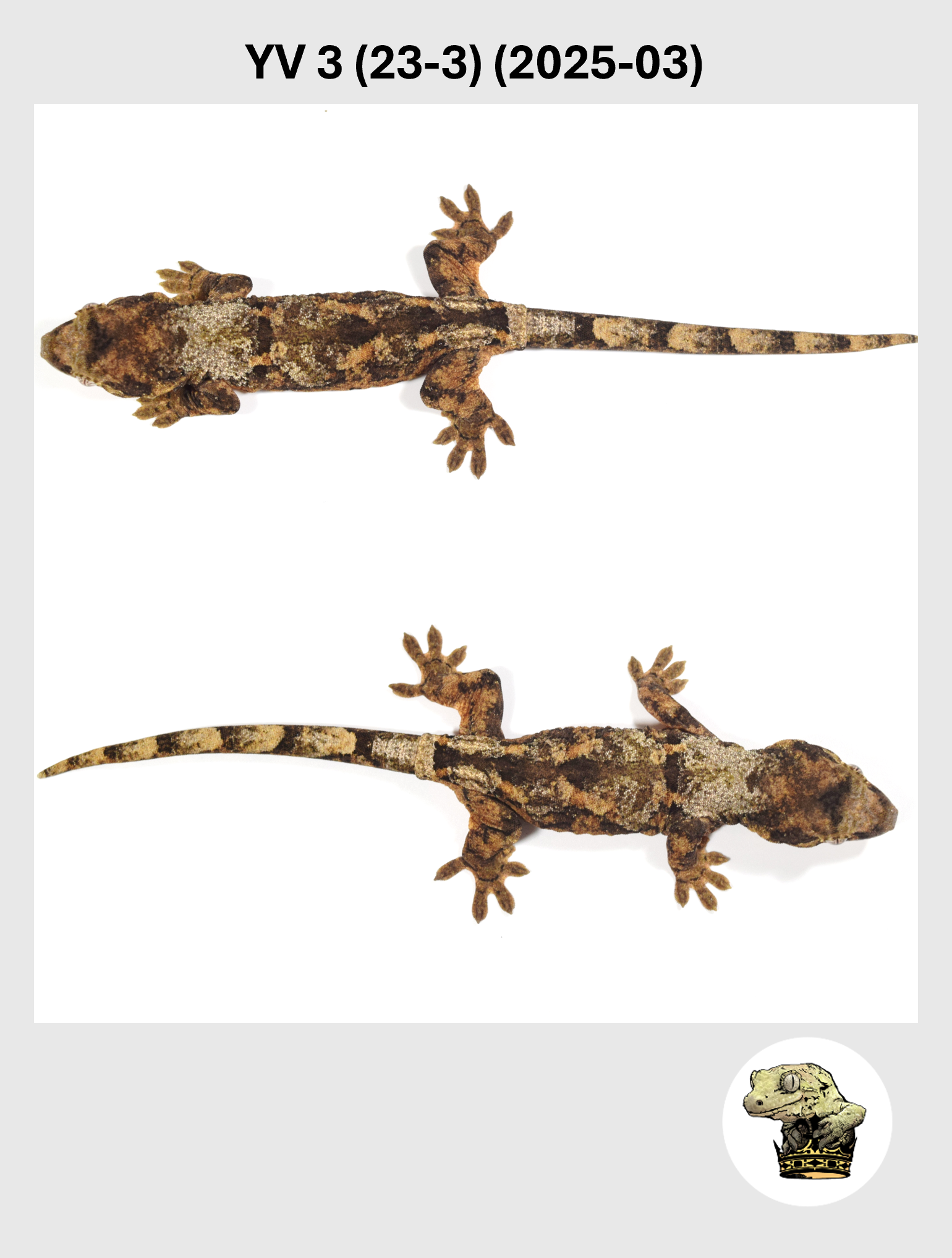 YV 3 (23-3) (2025-03) (2026-03-04) (3) SQSP.png