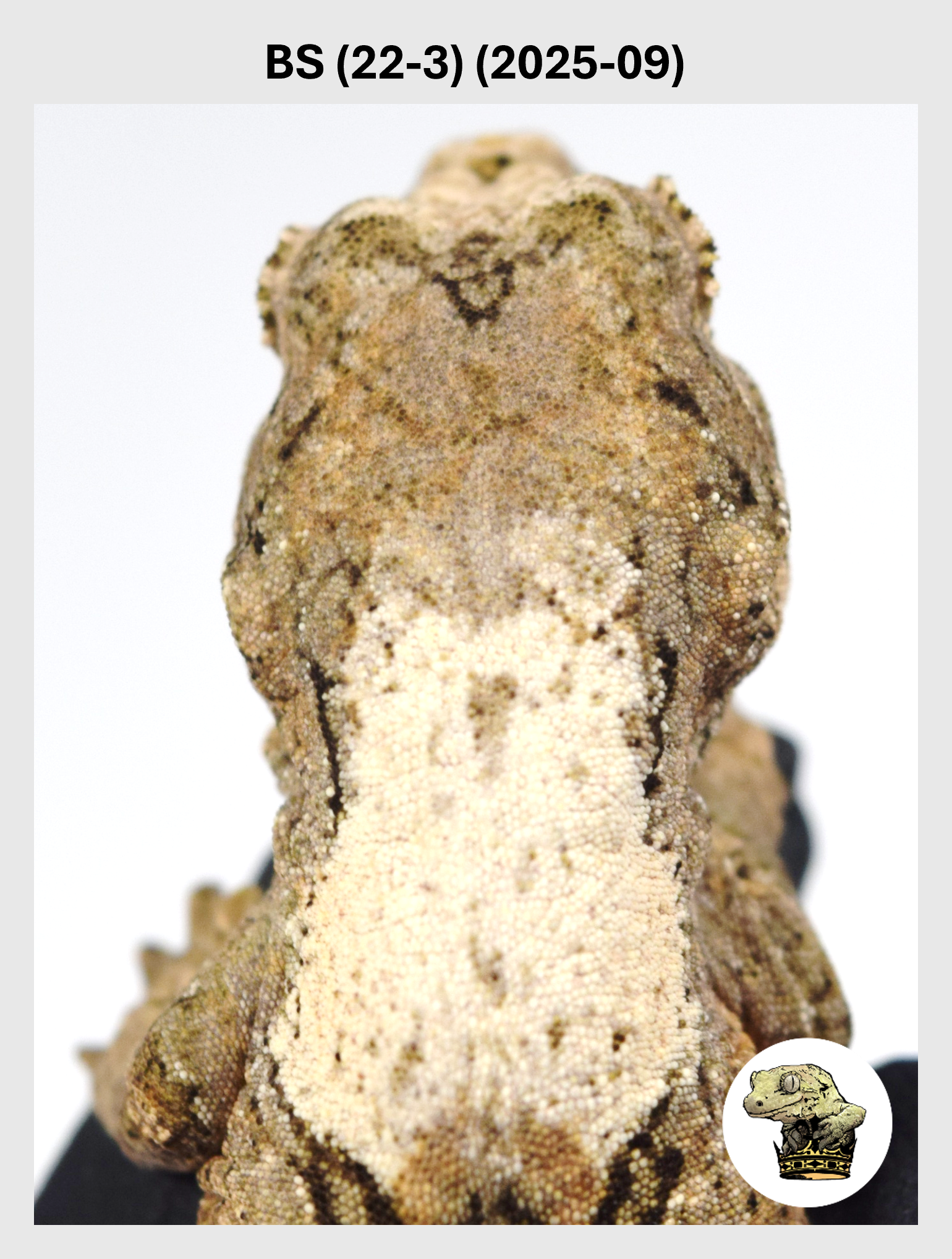 BS (22-3) (2025-09) (2025-12-22) (1) SQSP.png