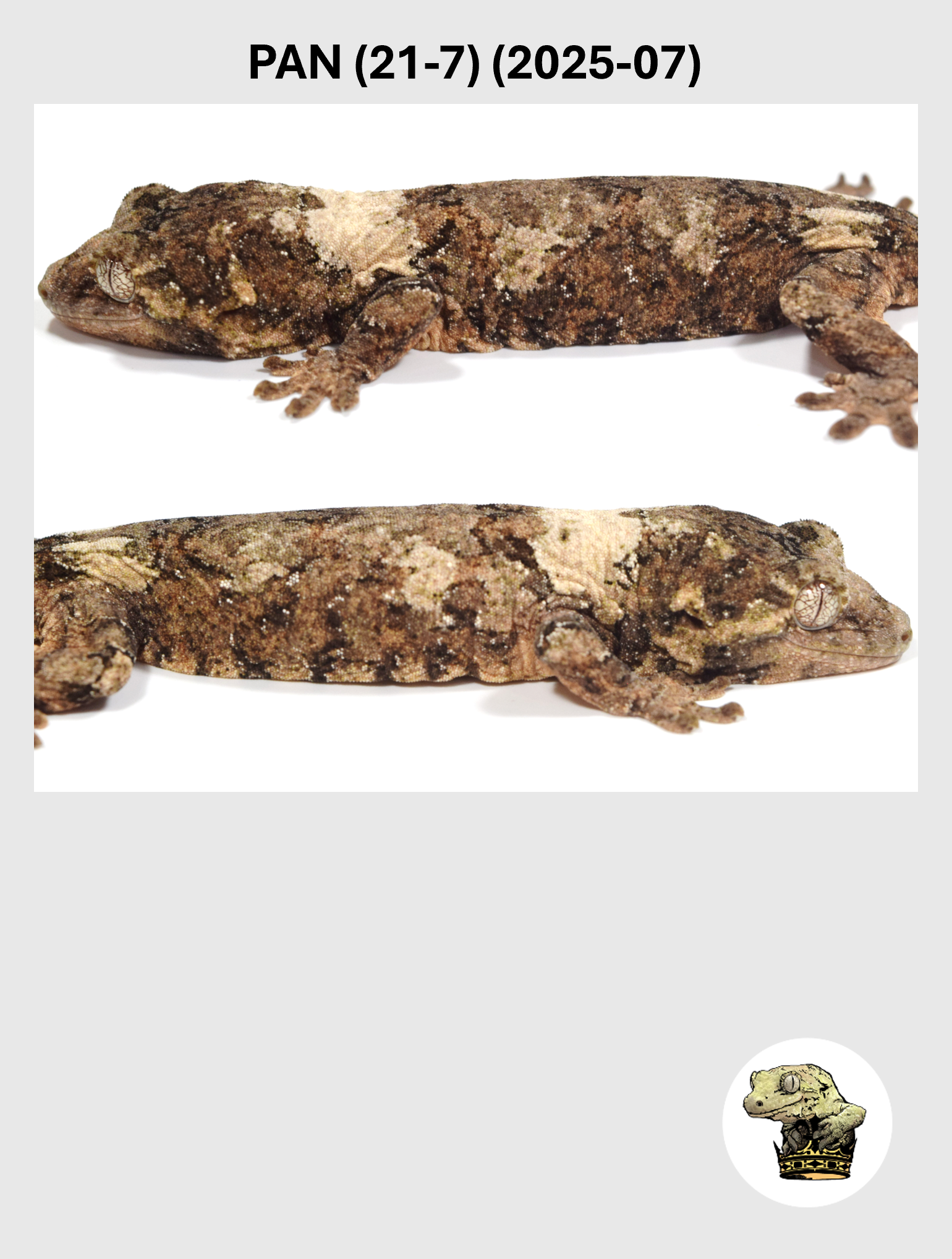 PAN (21-7) (2025-07) (2026-03-25) (2) SQSP.png