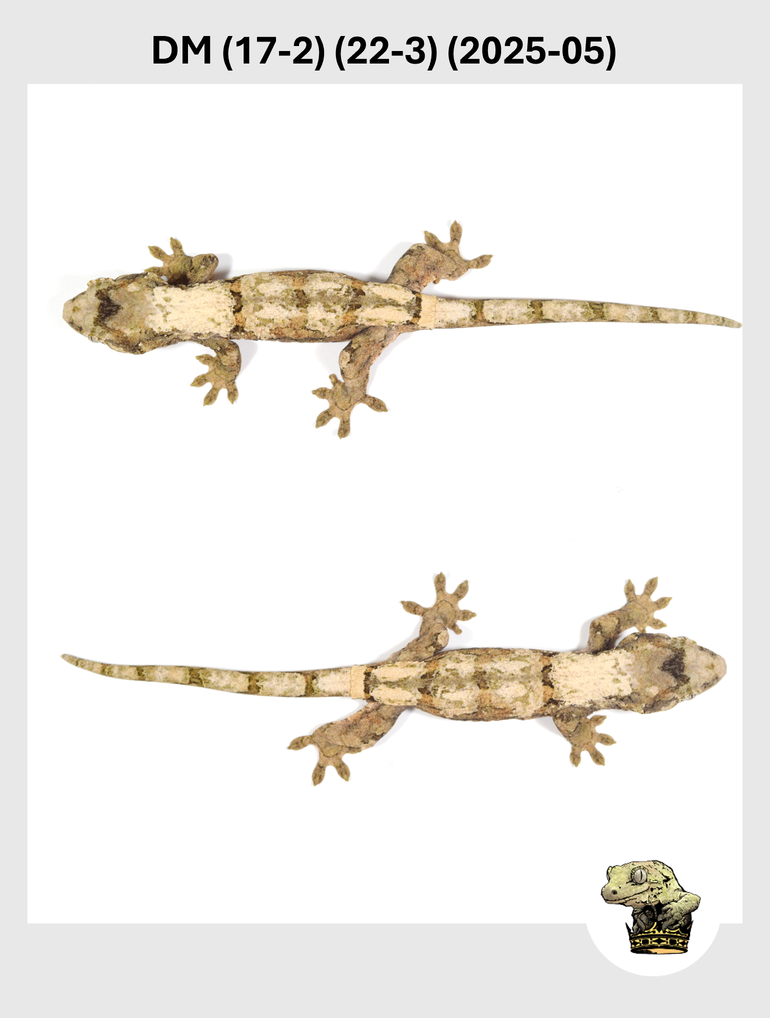 DM (17-2) (22-3) (2025-05) (2025-12-16) (5) SQSP.png