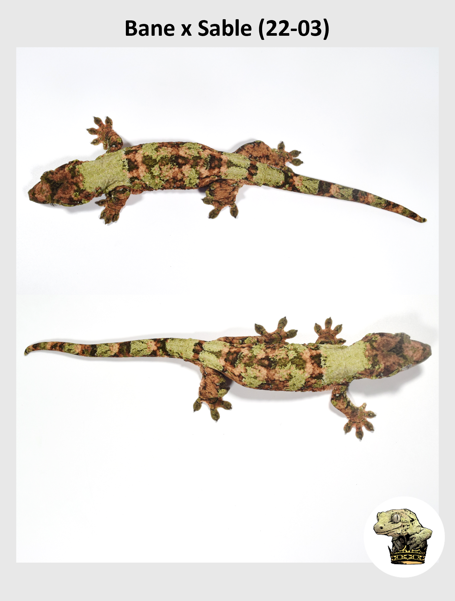 Bane x Sable (22-03) (2024-07-31) (3) SQSP.png (Copy)