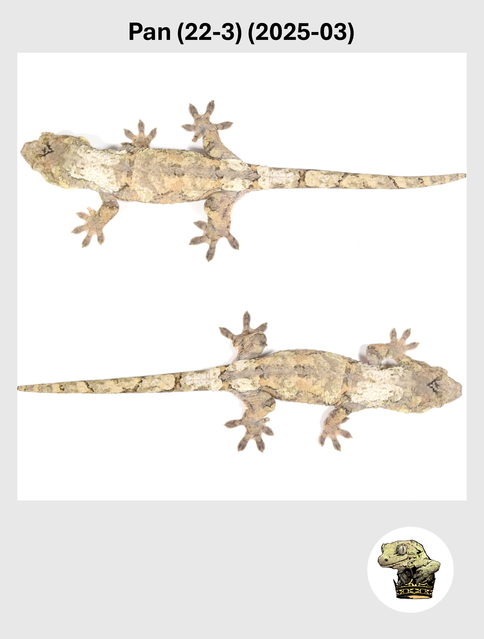 Pan (22-3) (2025-03) (2026-01-16) (5) SQSP.png