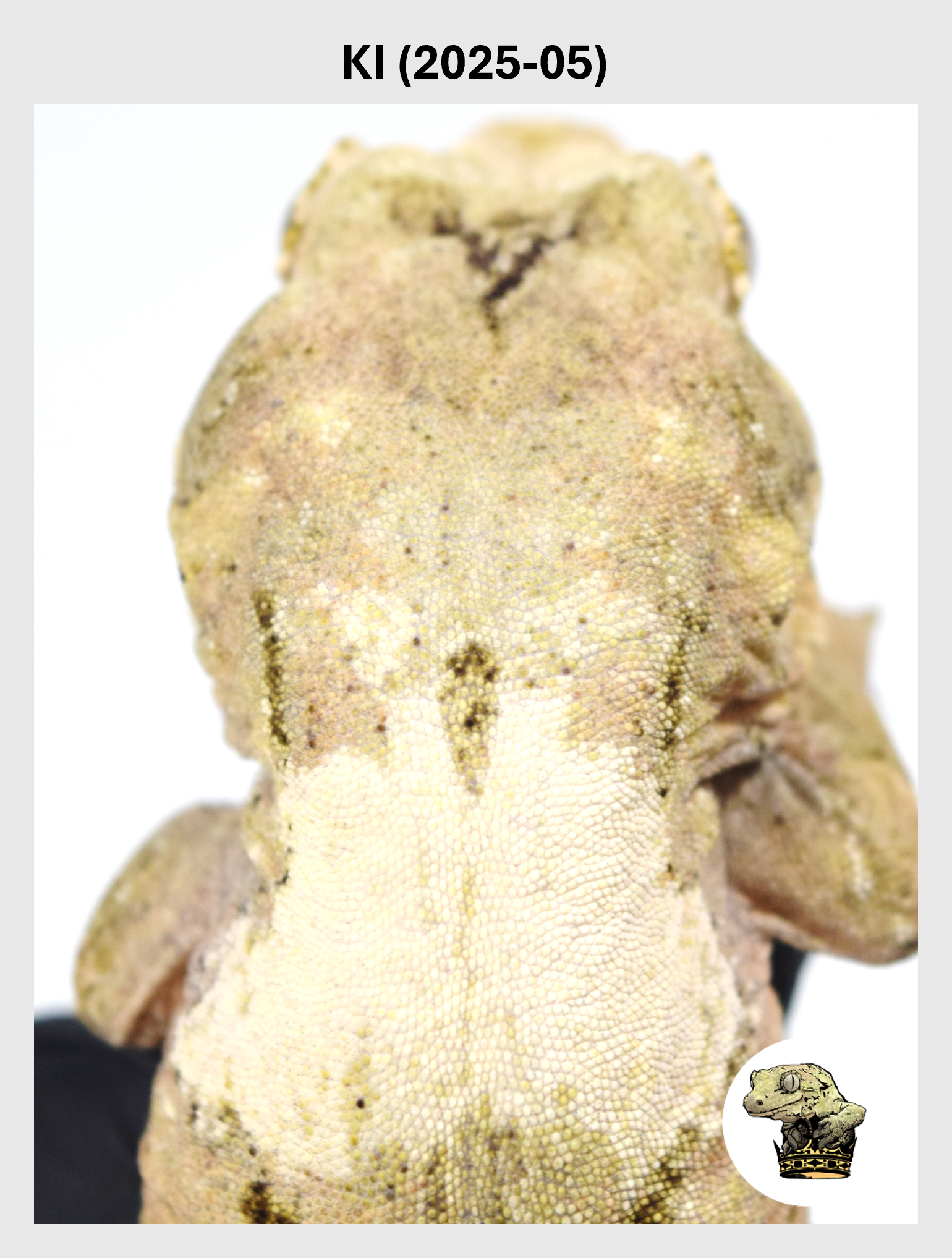 High White Line Male*! KI (2025-05)