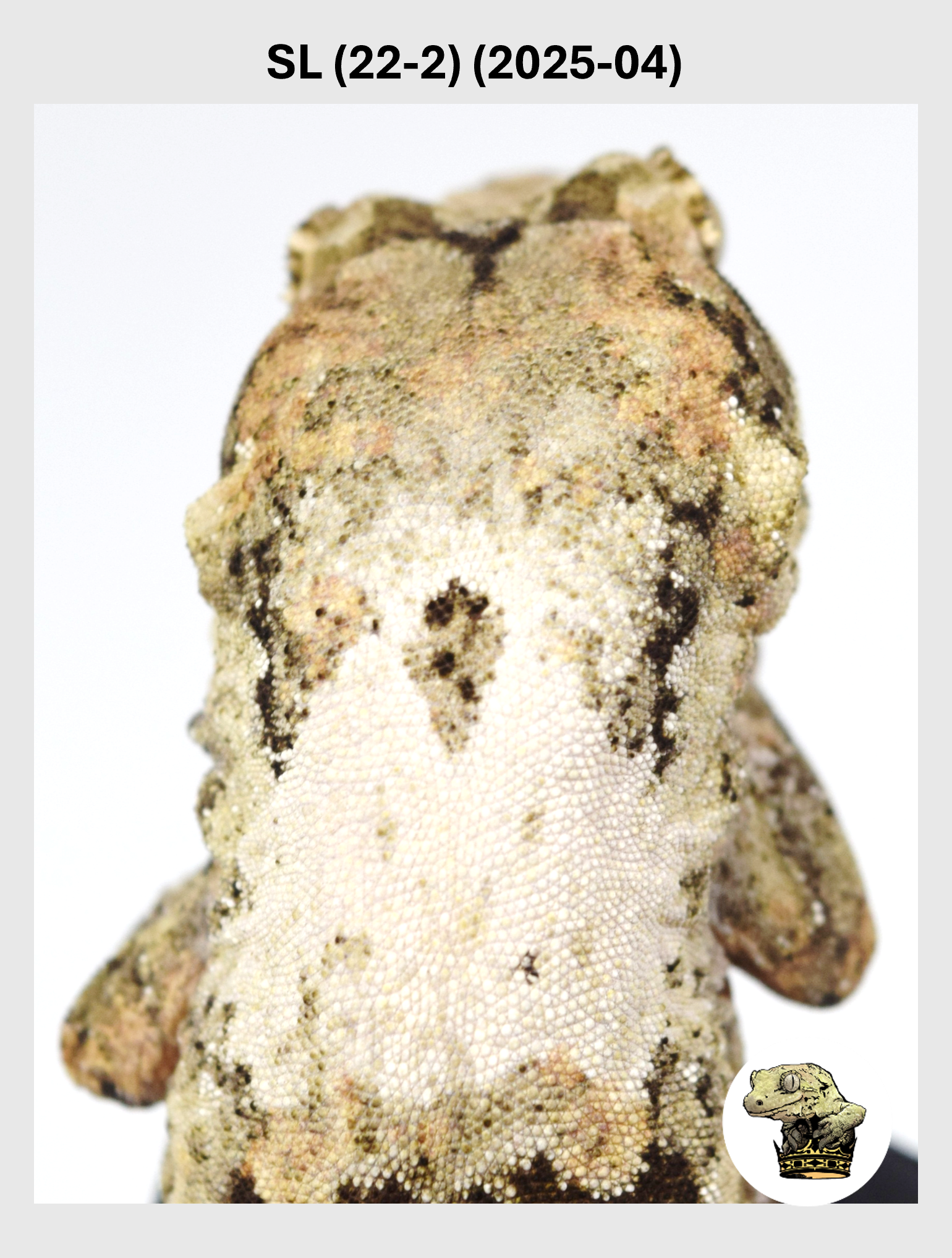 SL (22-2) (2025-04) (2026-01-16) (1) SQSP.png