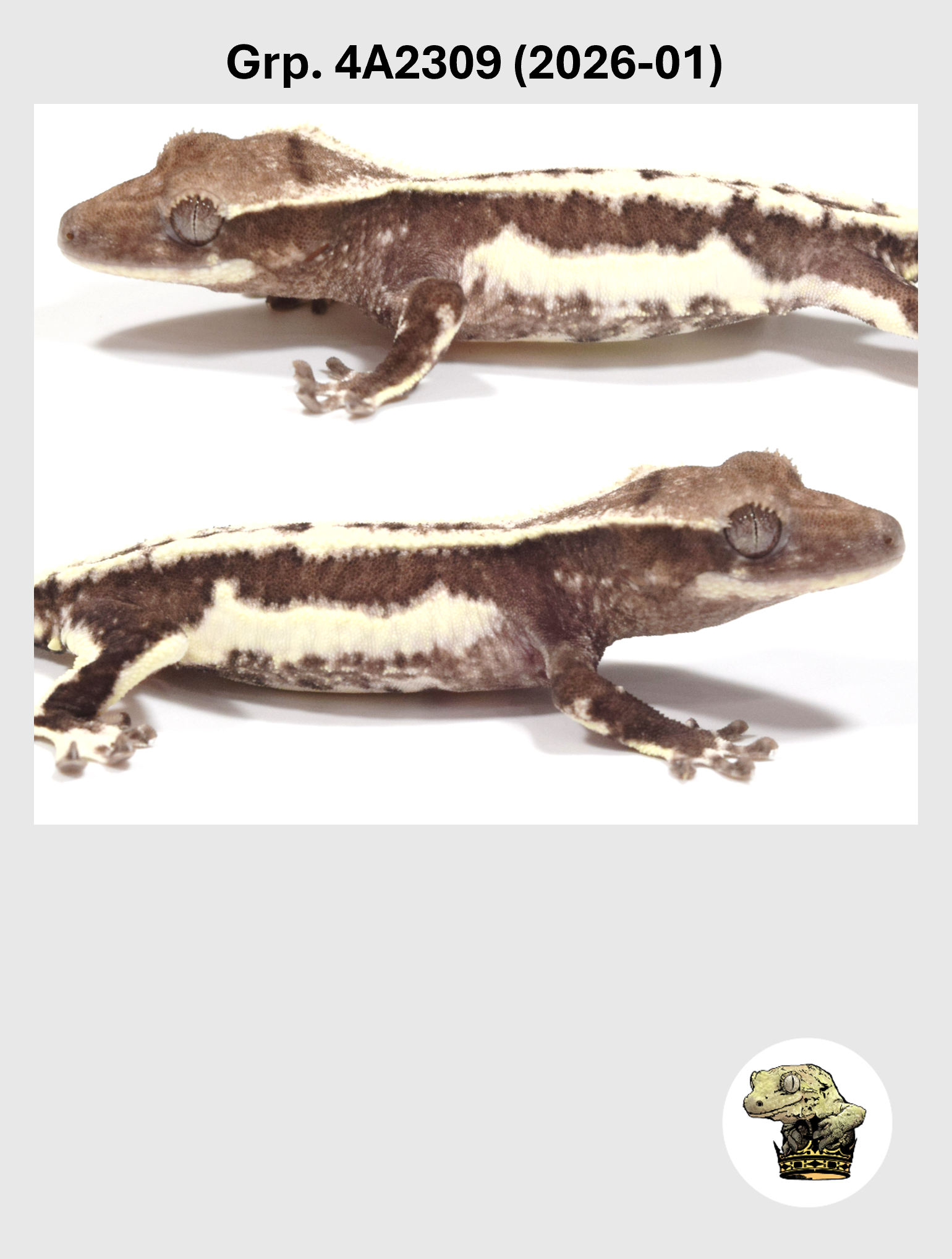 Visual Axanthic Lilly White Female* Crested Gecko! 4A2309 (2026-01)