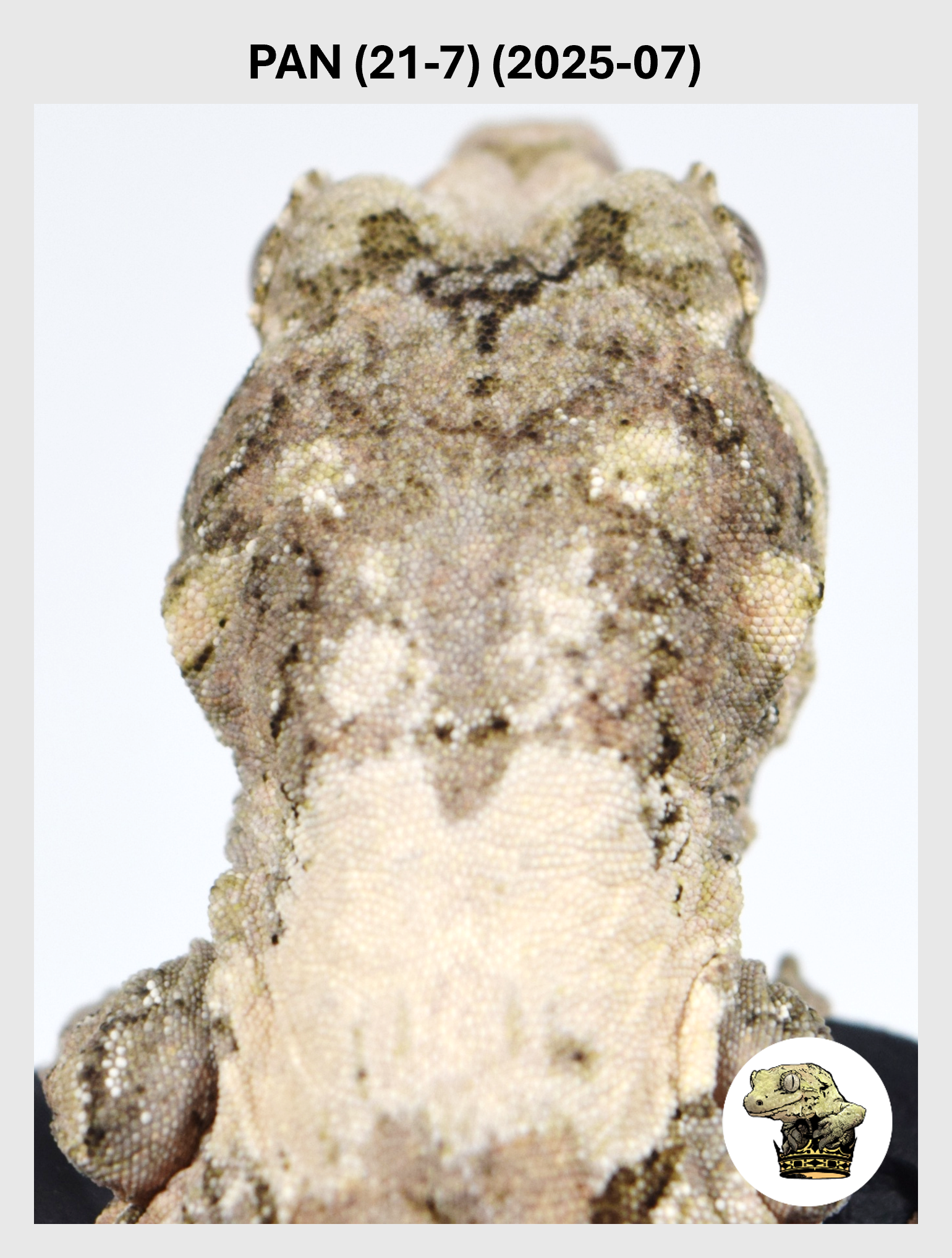 PAN (21-7) (2025-07) (2026-03-25) (1) SQSP.png