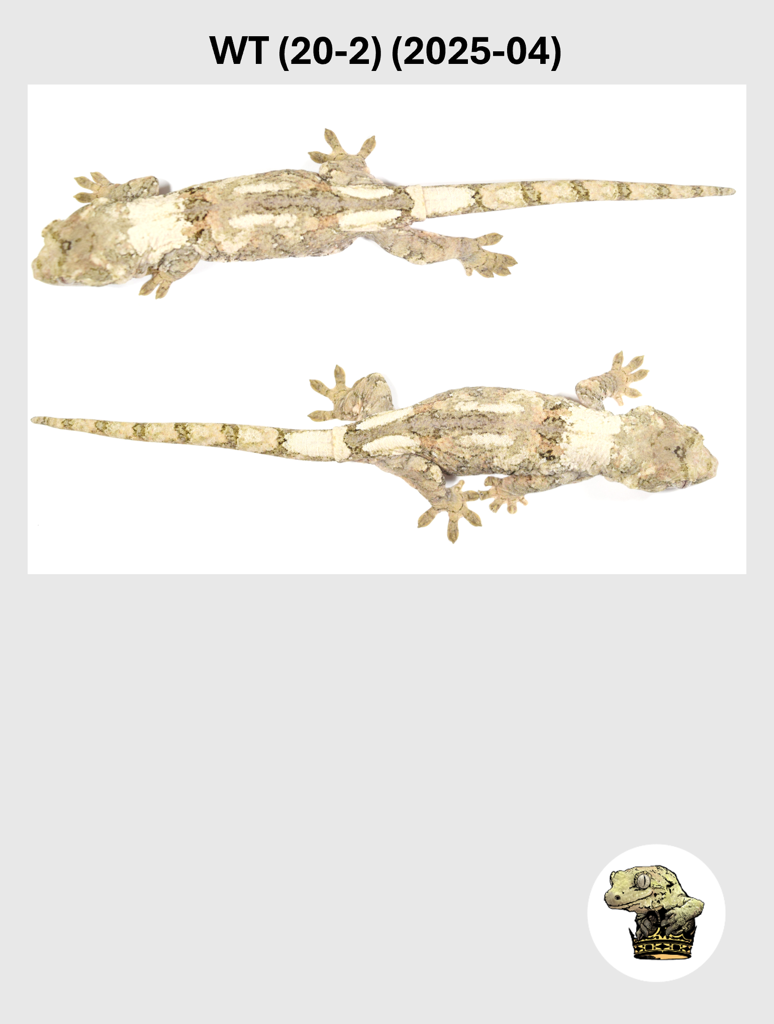 WT (20-2) (2025-04) (2026-03-25) (5) SQSP.png