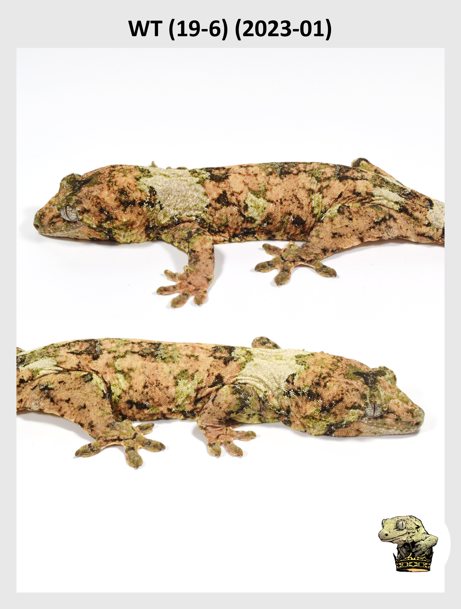 WT (19-6) (2023-01) (2024-05-25) (2) SQSP.png