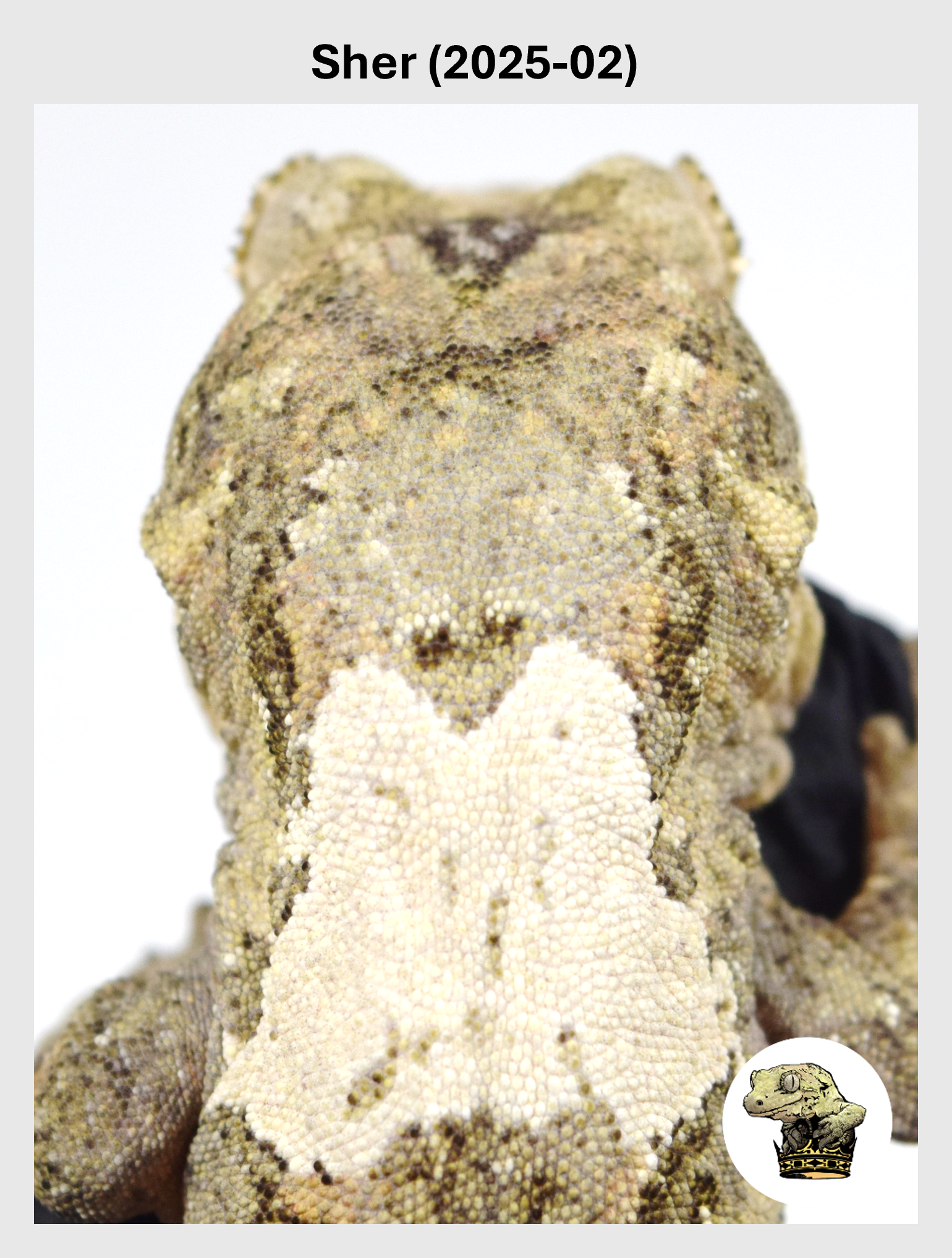 OG White Collar Line Male*! Sherona (2025-02)