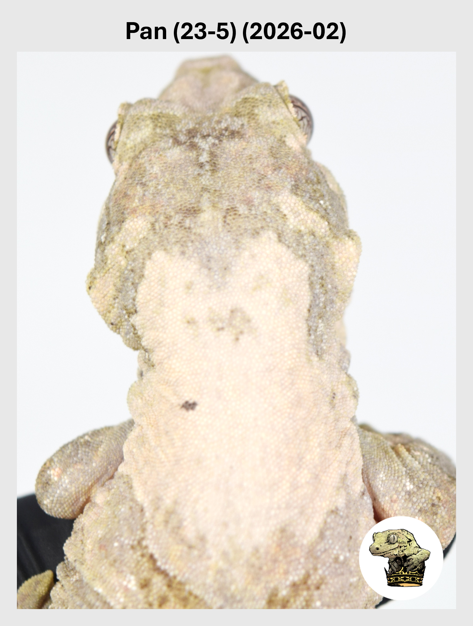High White STRIPED Female! Pan (23-5) (2026-02)