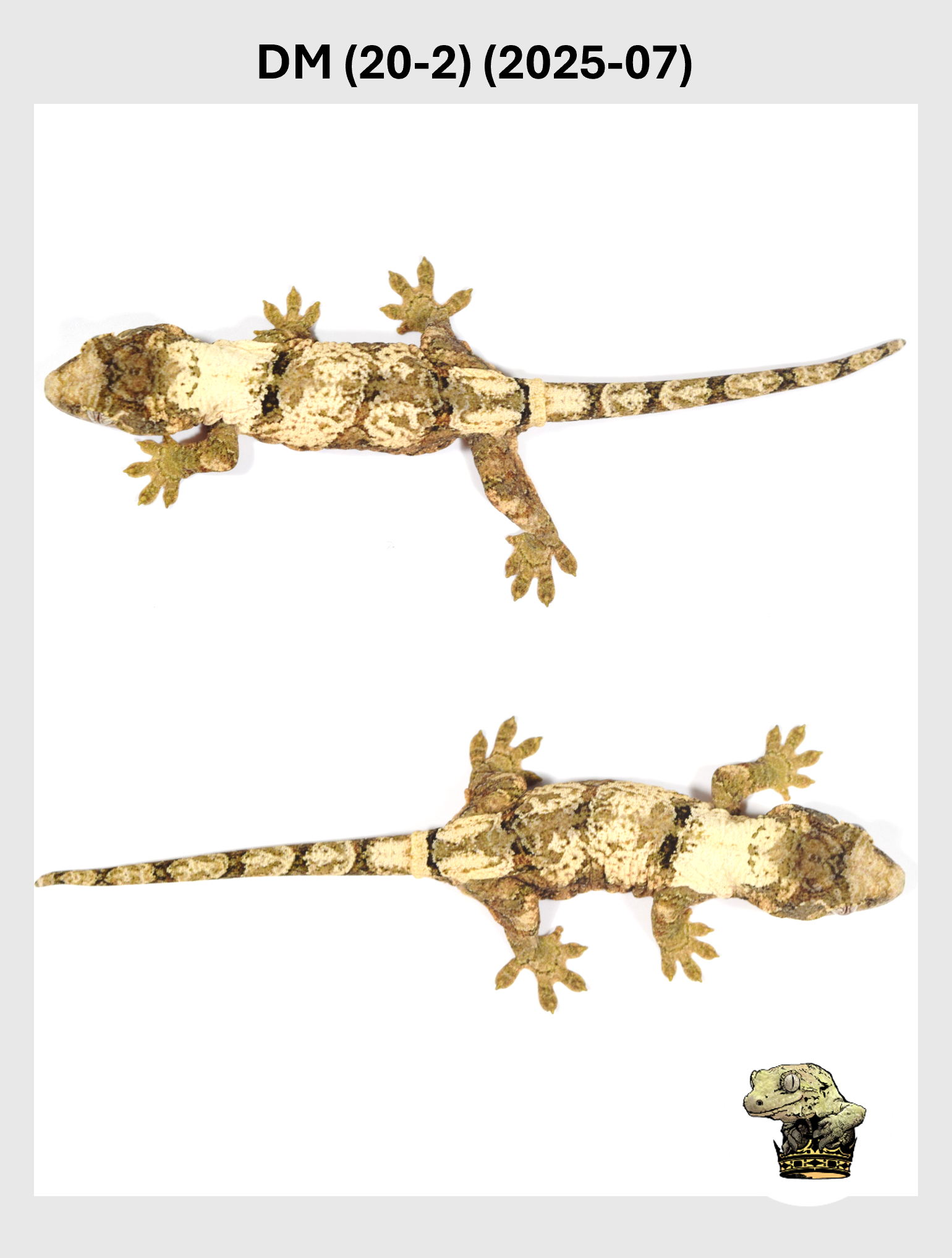 DM (20-2) (2025-07) (2025-12-22) (3) SQSP.png