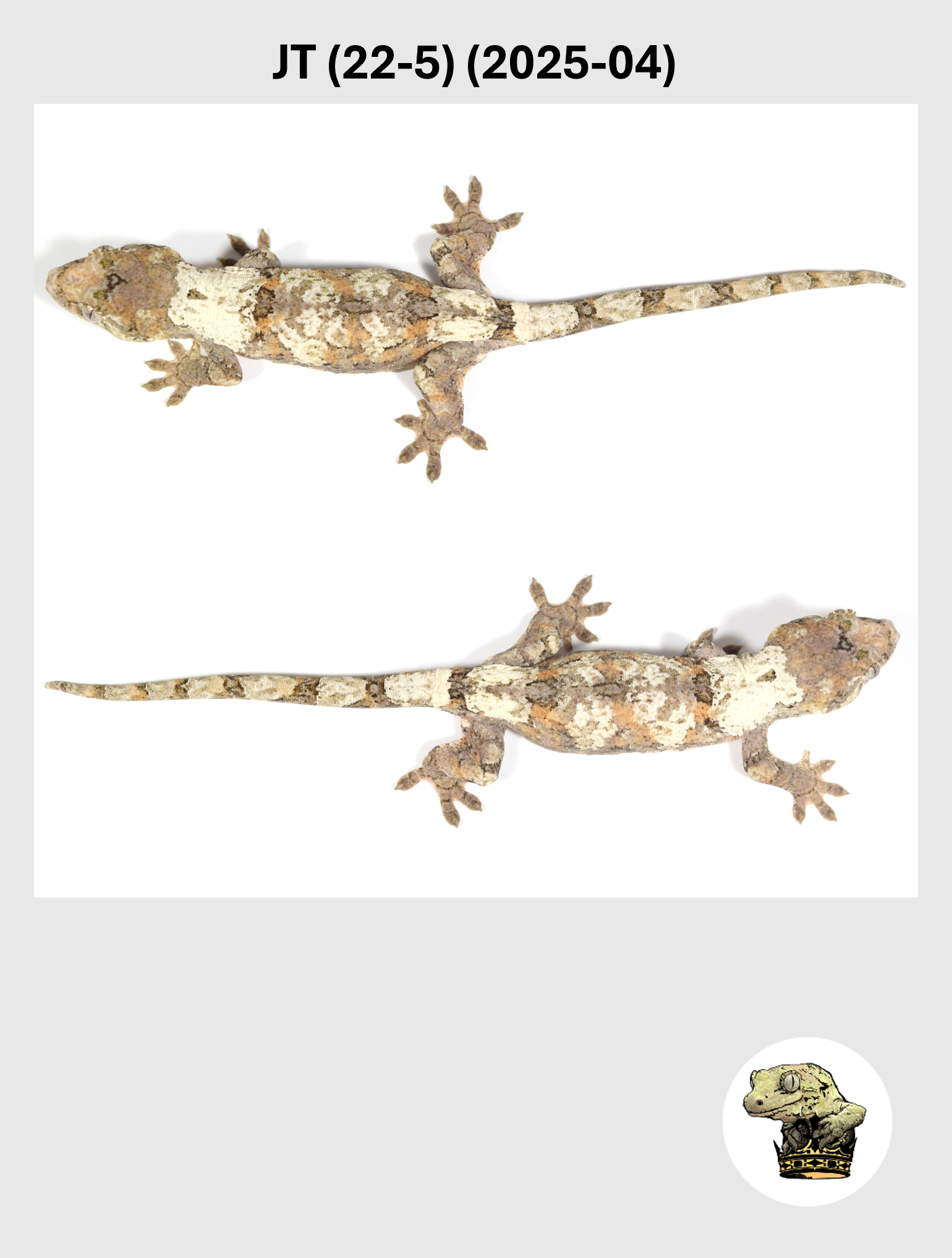 JT (22-5) (2025-04) (2026-02-25) (5) SQSP.png