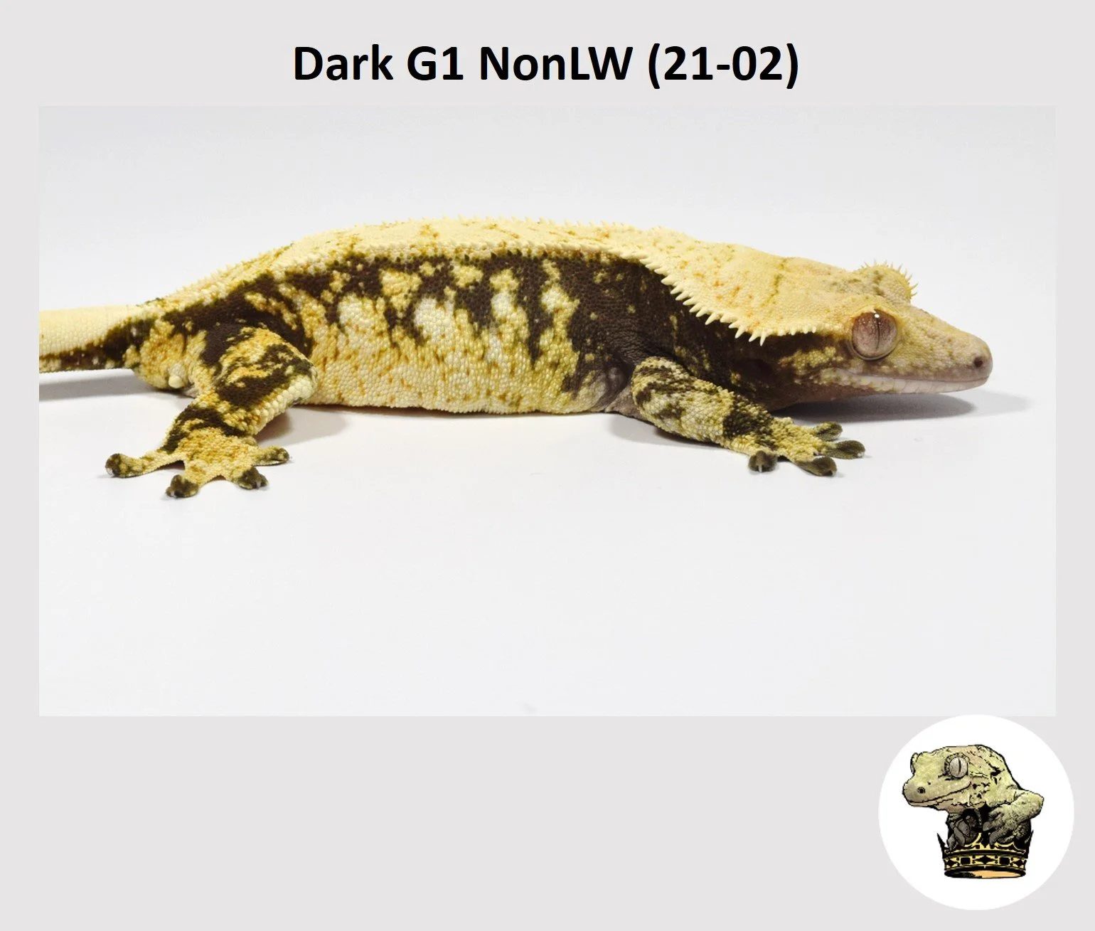MM Dark G1 NonLW (21-02) (2023-12-30) (3).jpg