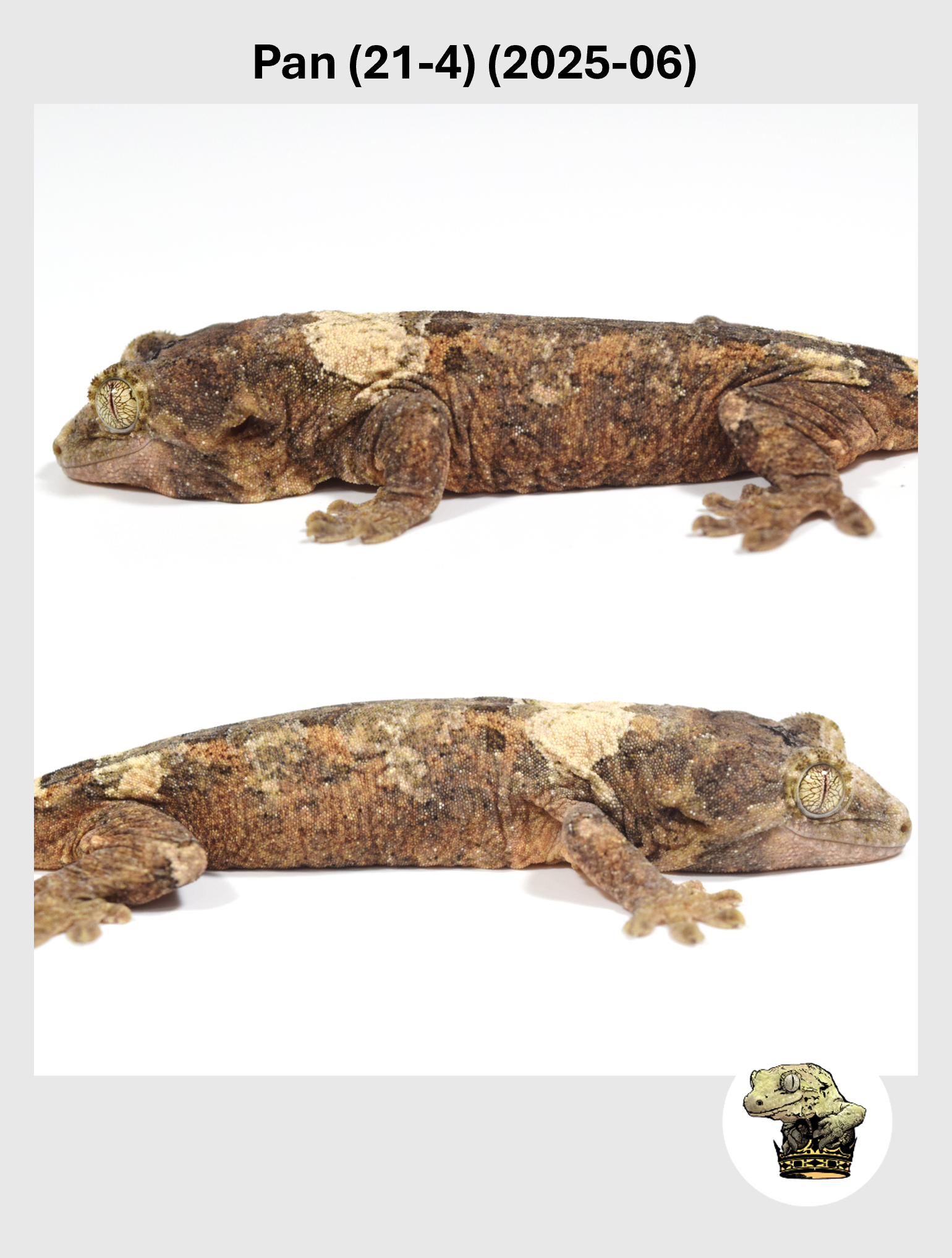 Pan (21-4) (2025-06) (2026-02-03) (2) SQSP.png