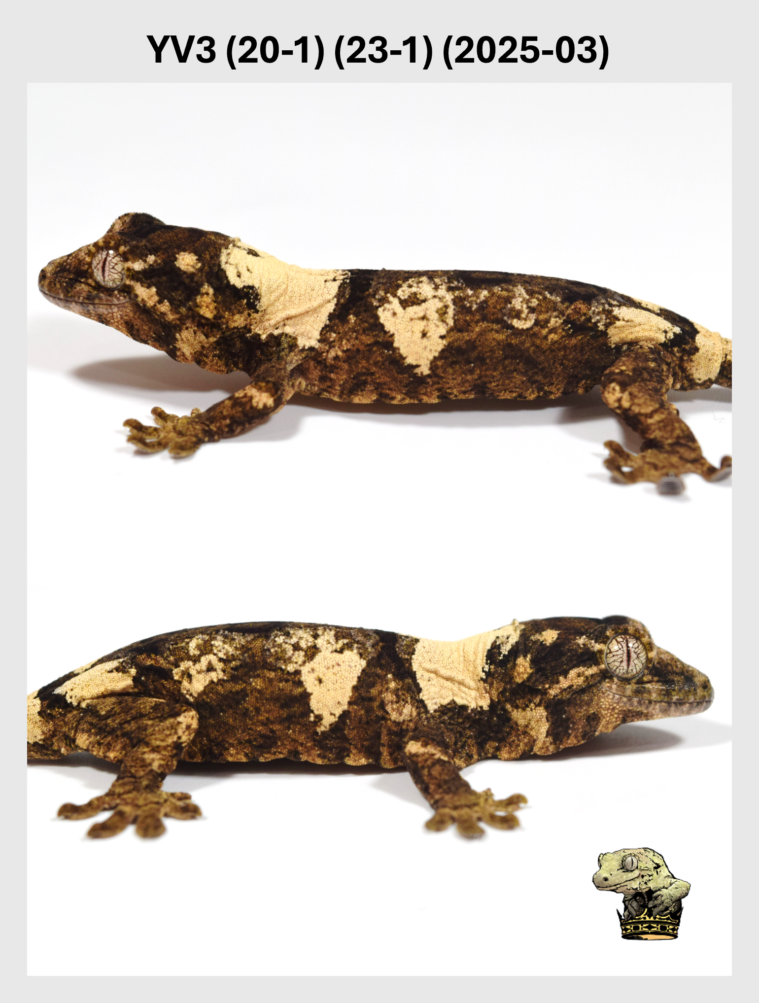 YV3 (20-1) (23-1) (2025-03) (2025-12-22) (2) SQSP.png