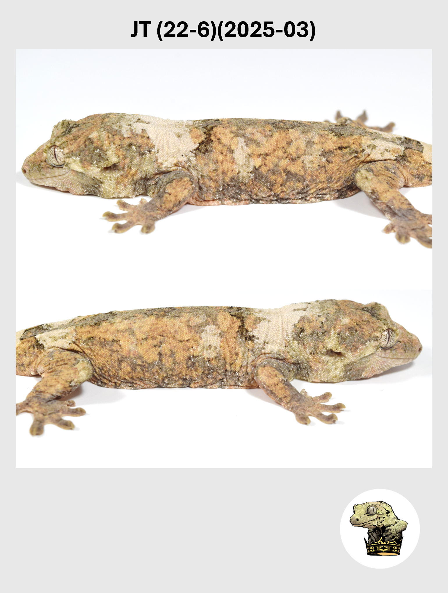 JT (22-6)(2025-03) (2026-02-17) (4) SQSP.png