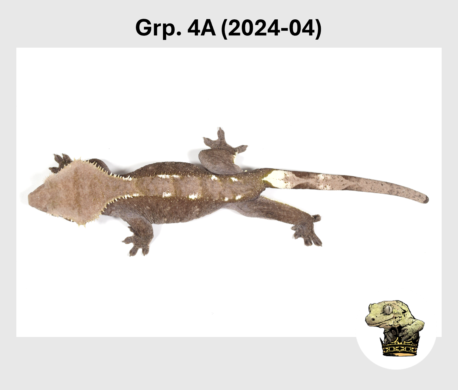 MM Grp. 4A (2024-04) (2025-10-28) (4).png