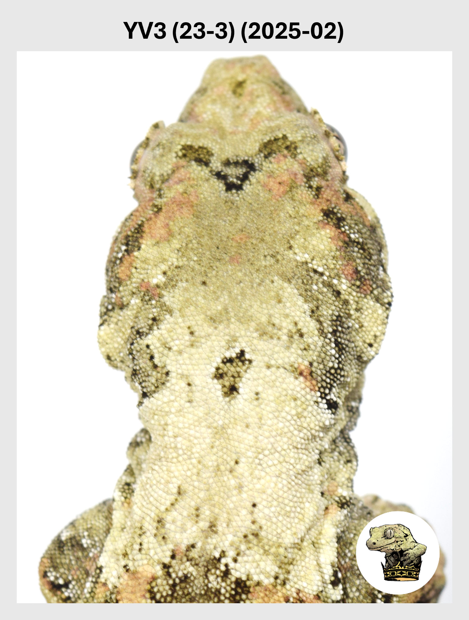 Orange Super White Line Male! YV3 (23-3) (2025-02)