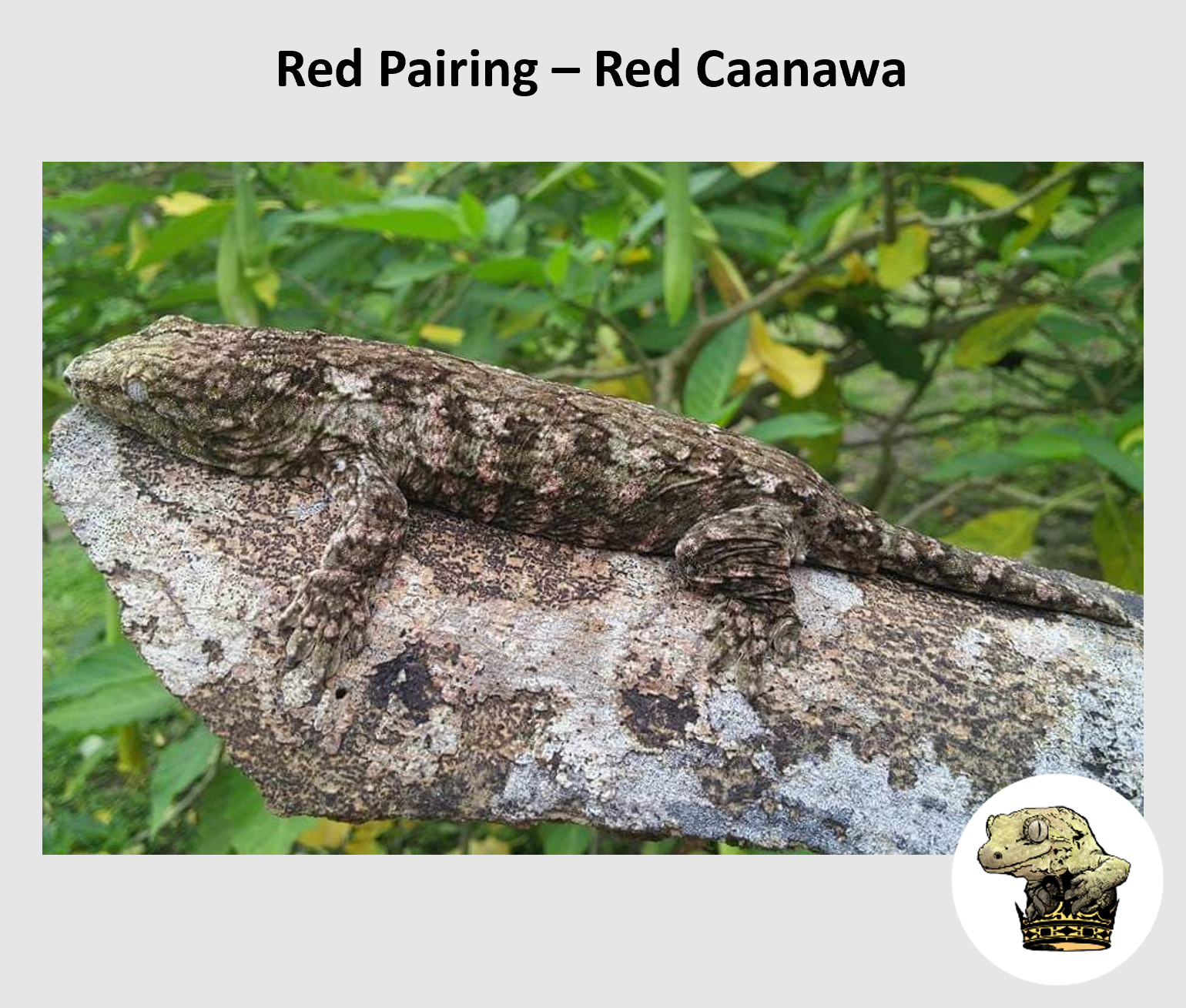 Red Pairing - Sire (Caanawa).png