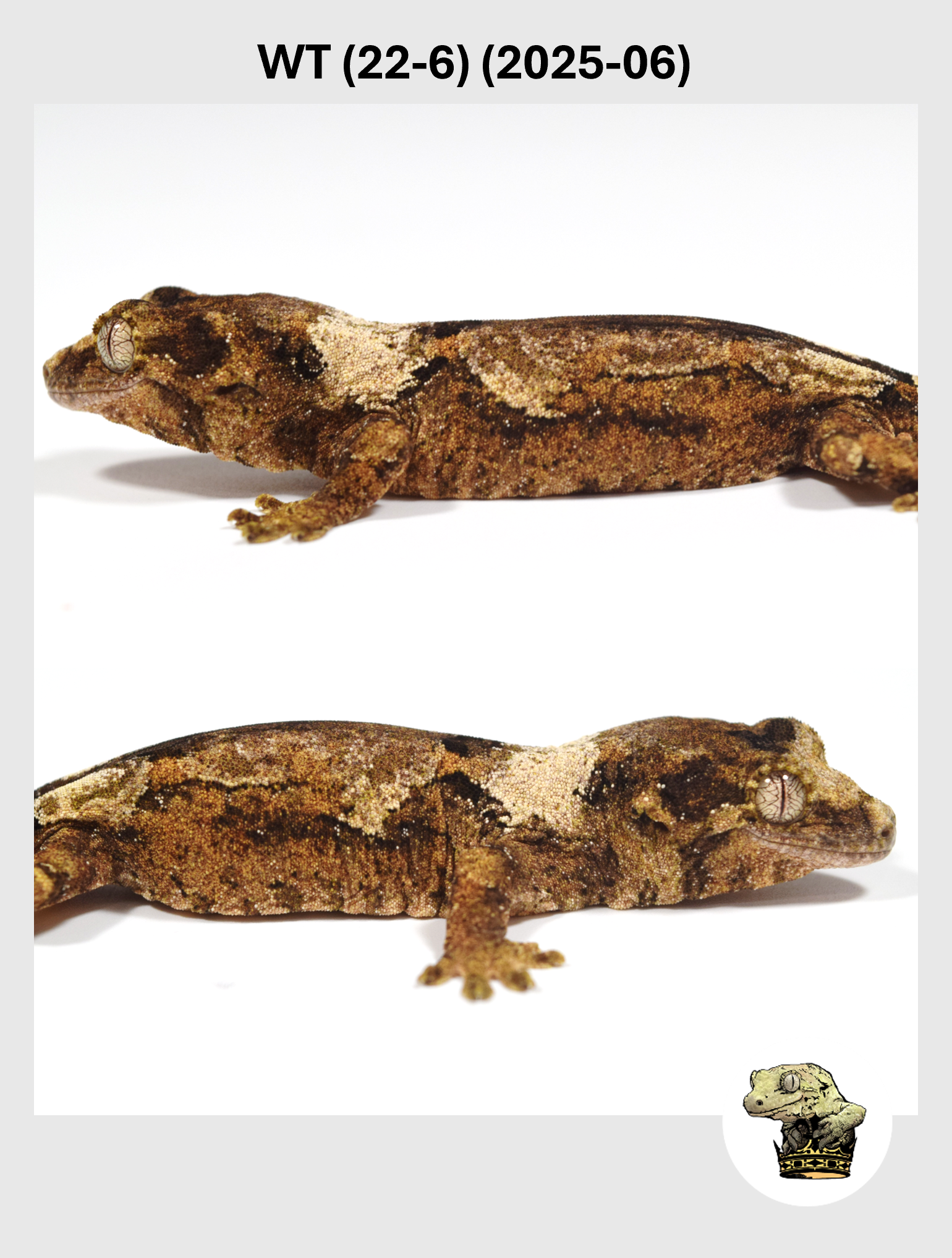 WT (22-6) (2025-06) (2025-12-16) (2) SQSP.png