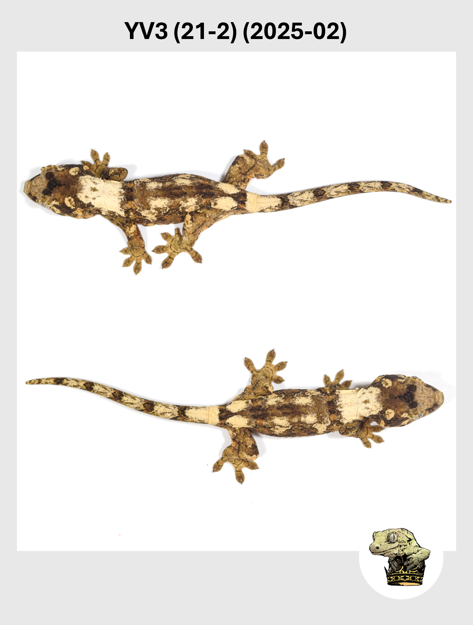 YV3 (21-2) (2025-02) (2025-12-16) (3) SQSP.png